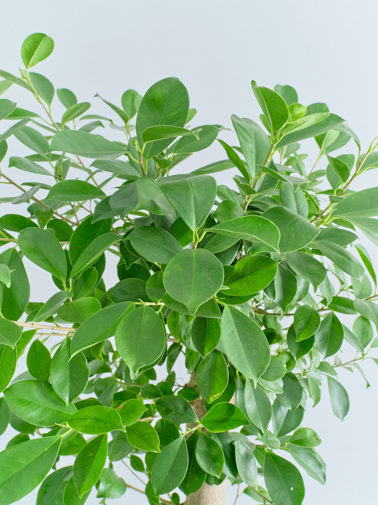 ガジュマル XL【全国発送可能】 | 観葉植物の通販 AND PLANTS (アンド