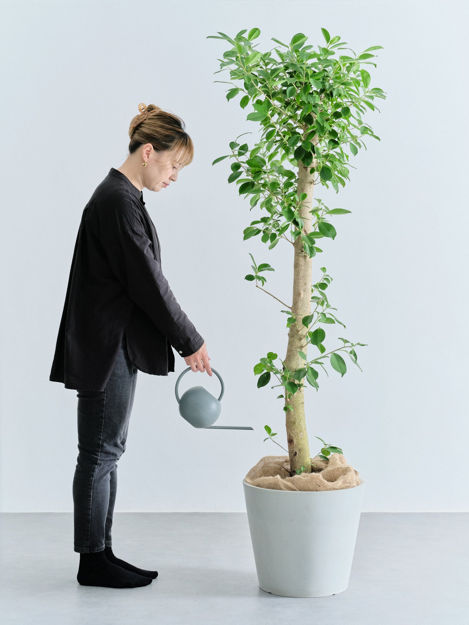 ガジュマル XL【首都圏限定】(アーバンプランツポット マーブルミルク