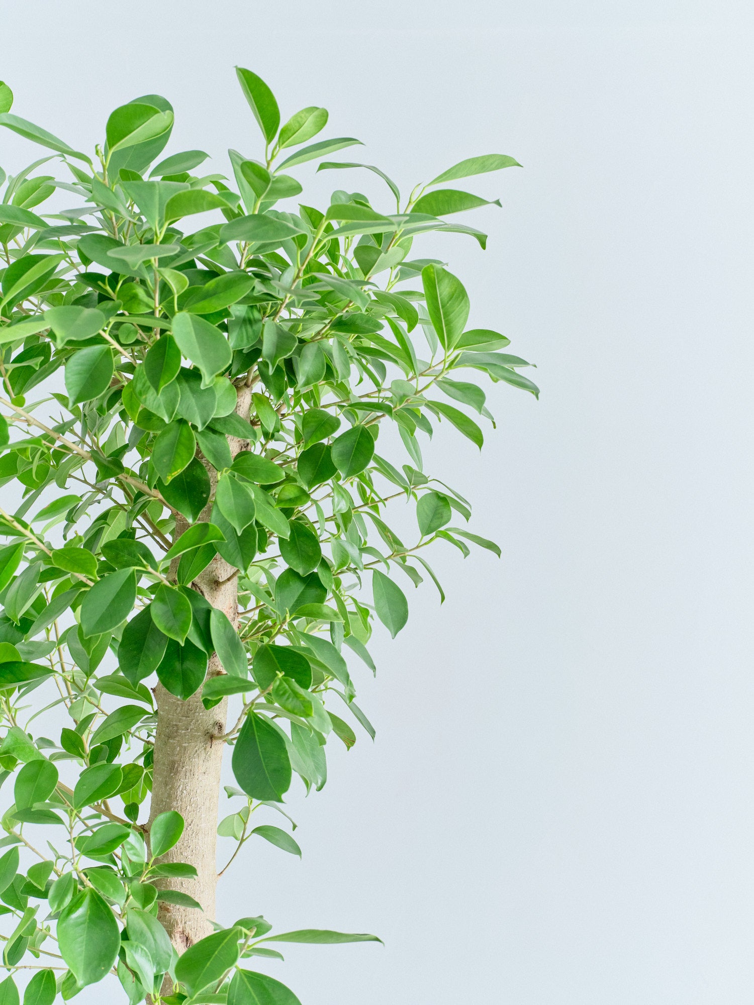 ガジュマル XL【全国発送可能】 | 観葉植物の通販 AND PLANTS (アンド