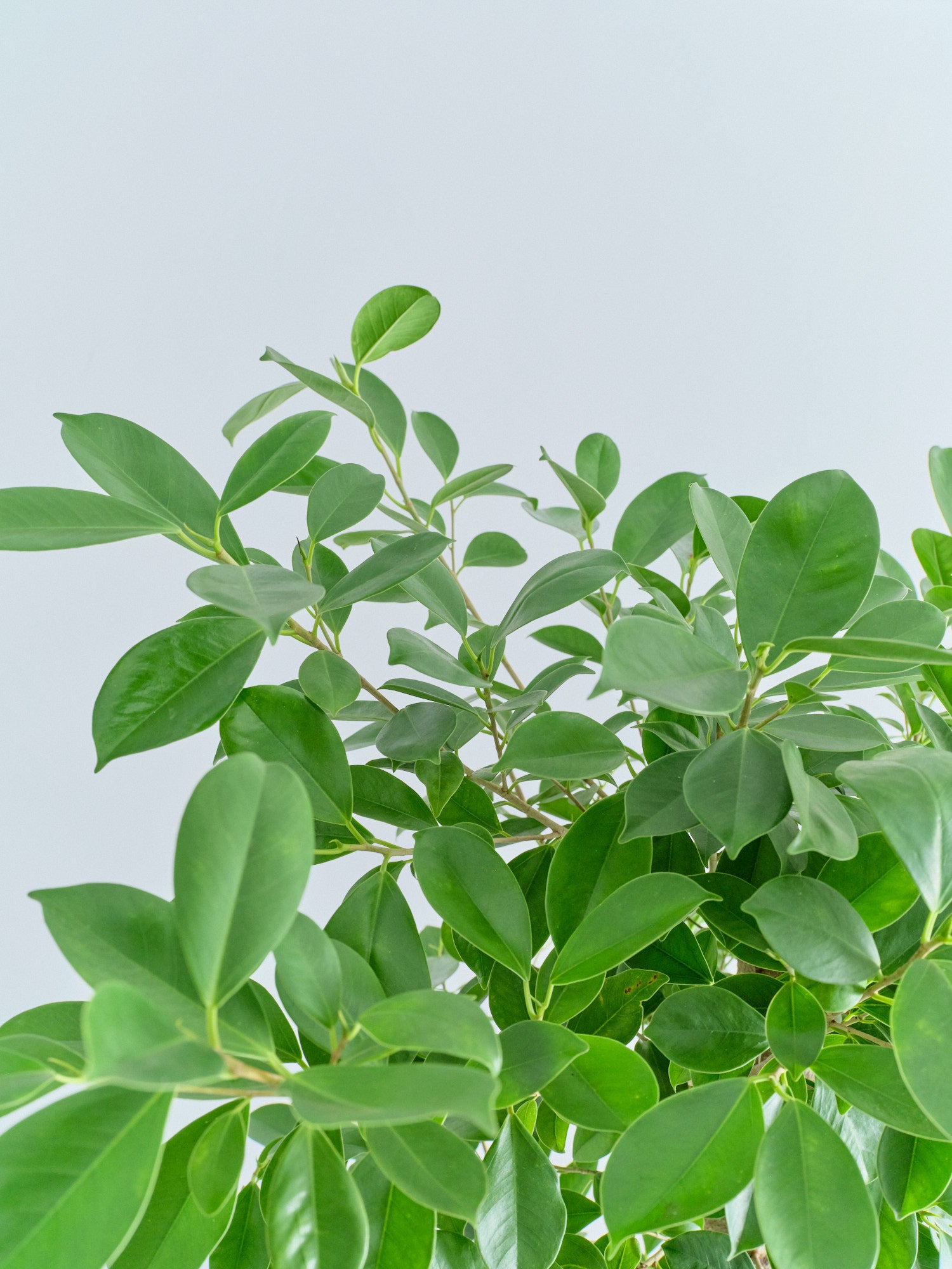 ガジュマル XL【首都圏限定】(アーバンプランツポット マーブルミルク