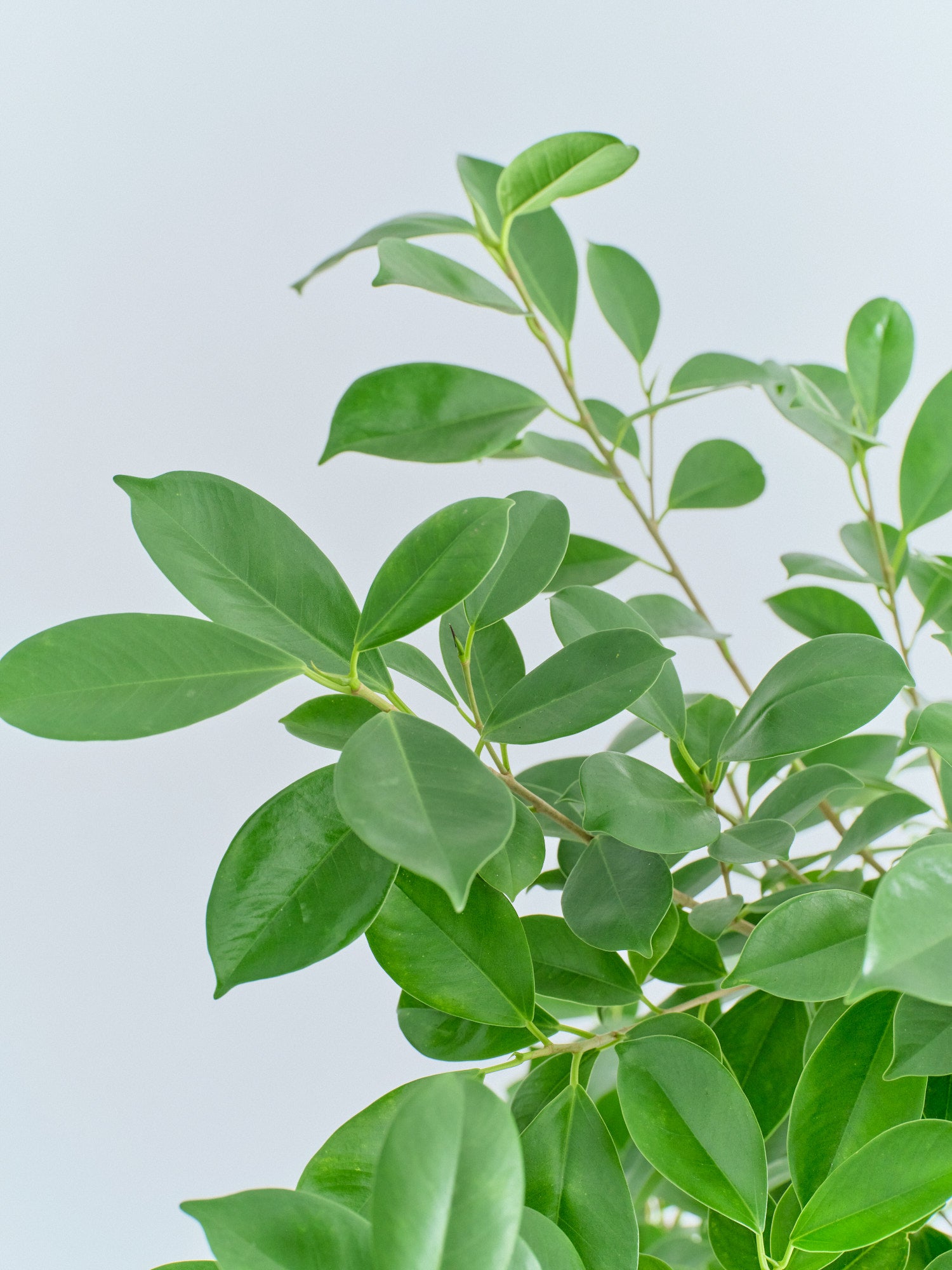 ガジュマル XL【全国発送可能】(樹脂ポット ブラックマーブル) | 観葉