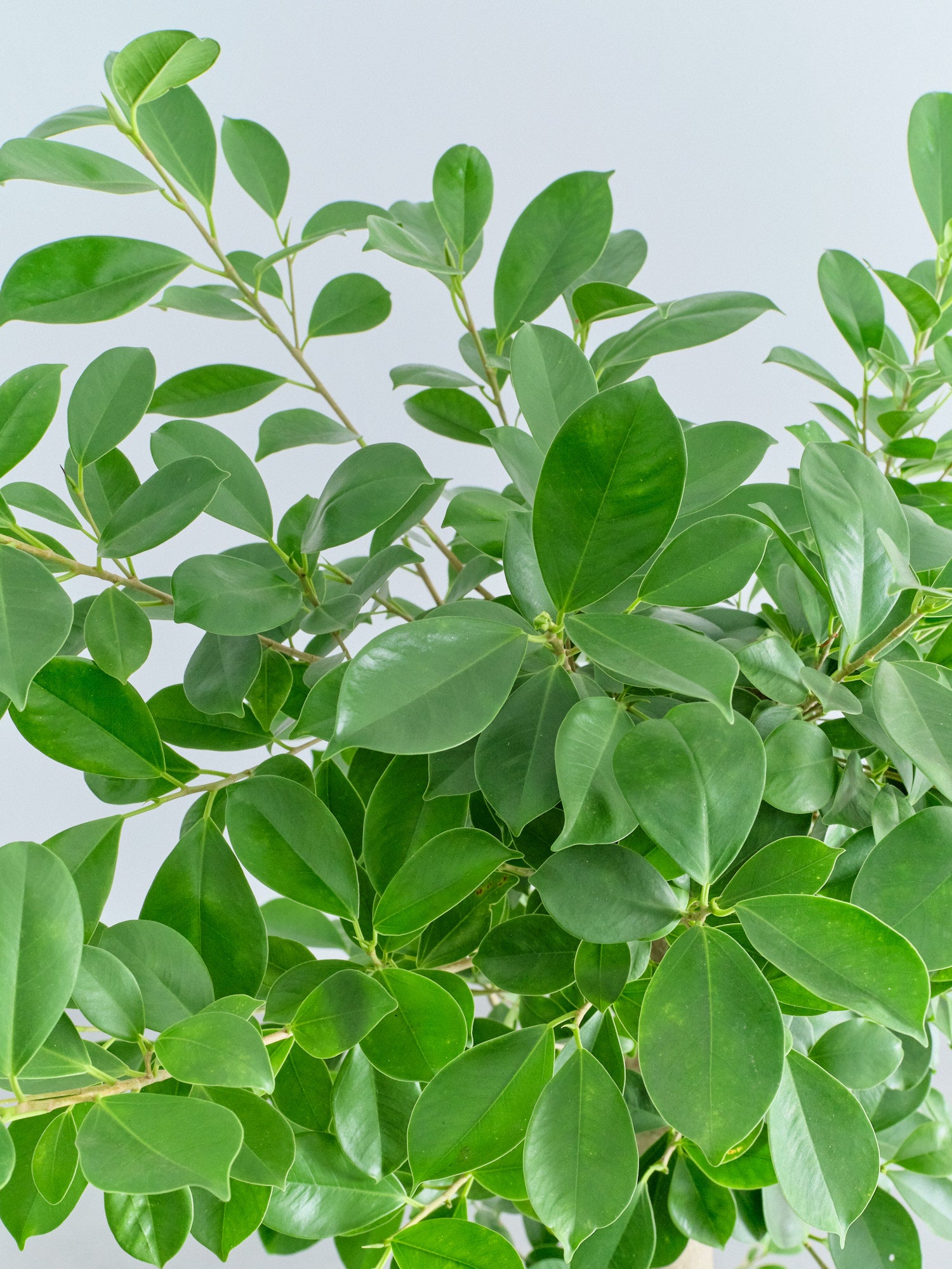 ガジュマル XL【首都圏限定】(樹脂ポット ブラックマーブル) | 観葉