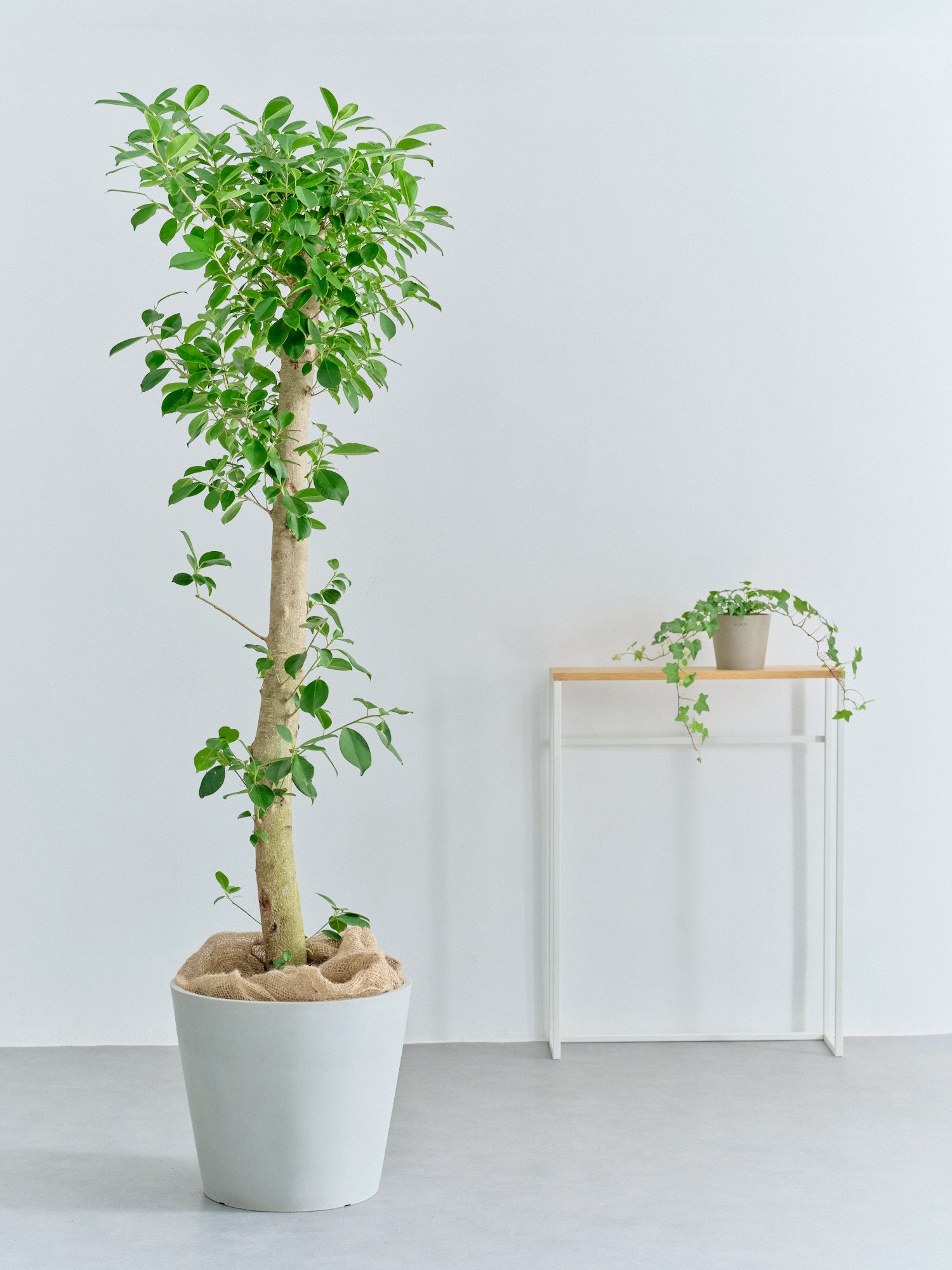 ガジュマル XL【全国発送可能】 | 観葉植物の通販 AND PLANTS (アンド