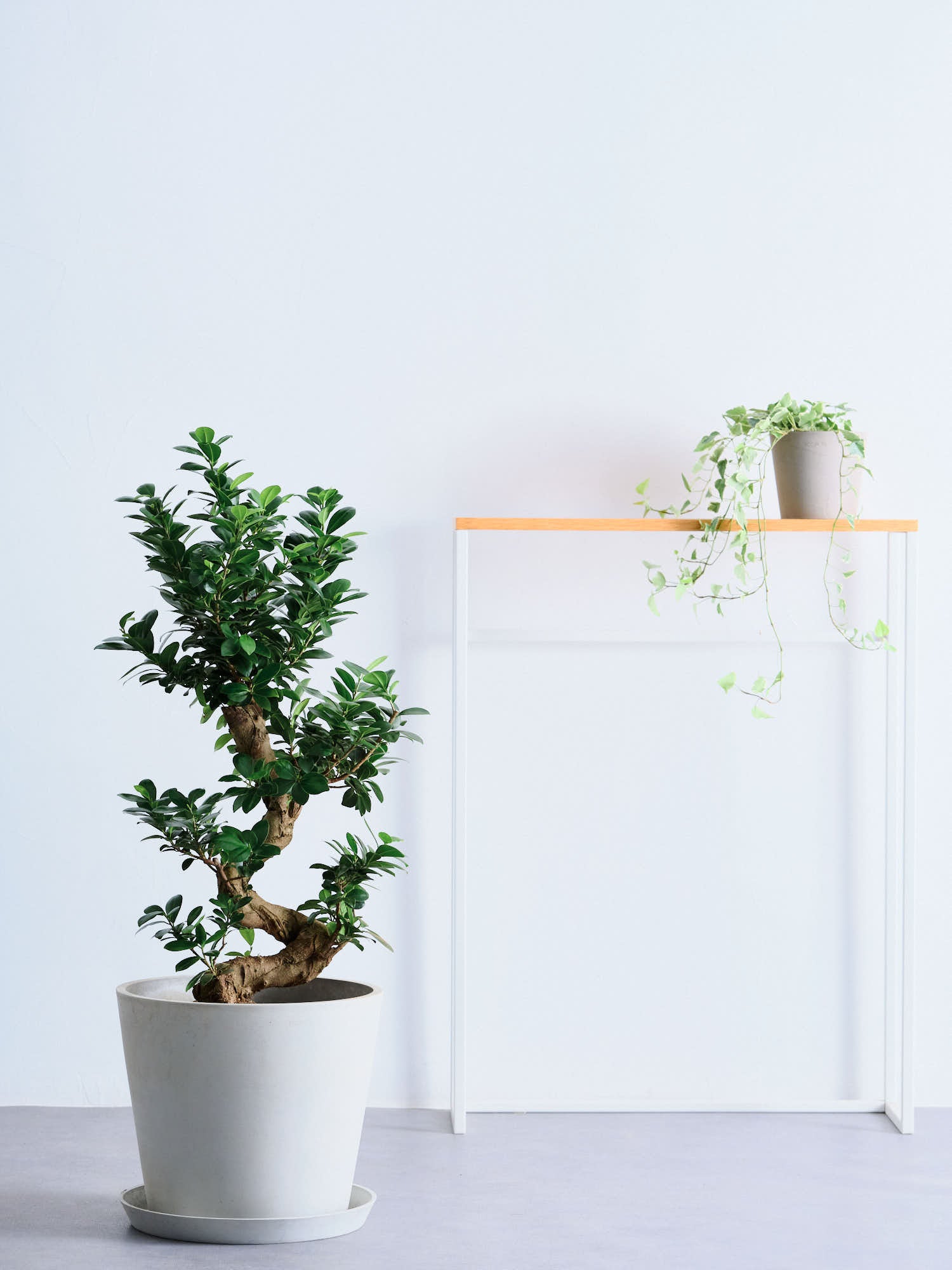 ガジュマル 昇り龍 曲がり 大株 ガジュマル まがり L 昇り龍 | 観葉植物の通販 AND PLANTS (アンド