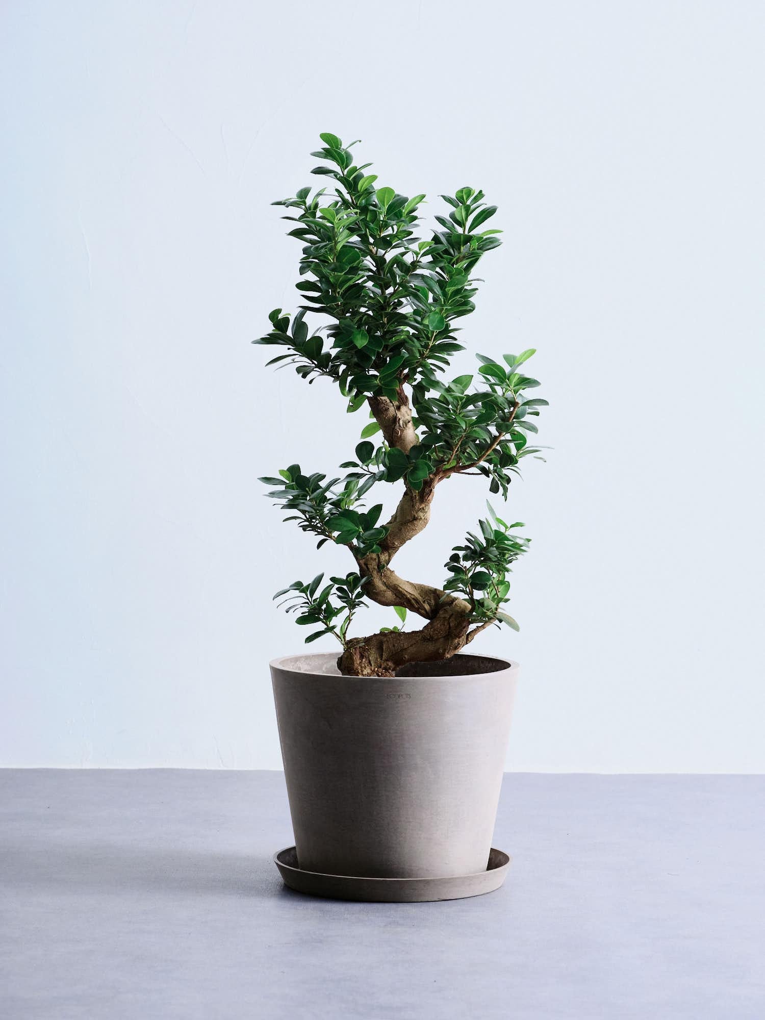 ガジュマル まがり L 昇り龍 | 観葉植物の通販 AND PLANTS