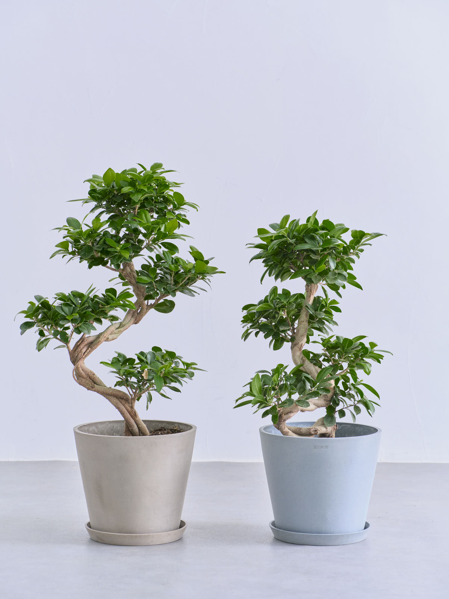 ガジュマル まがり 昇り龍 M | 観葉植物の通販 AND PLANTS (アンド