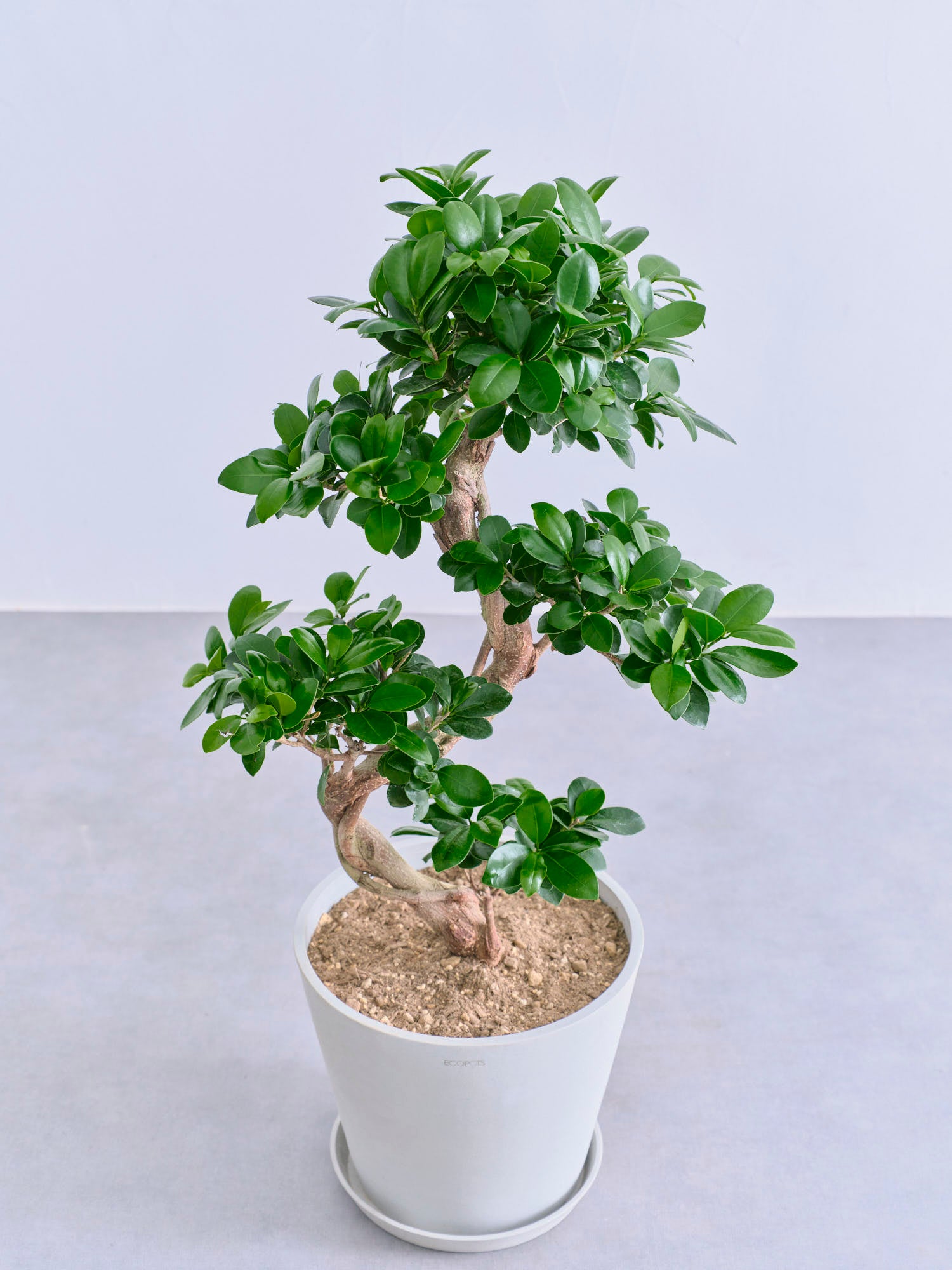 ガジュマル まがり 昇り龍 M | 観葉植物の通販 AND PLANTS (アンド