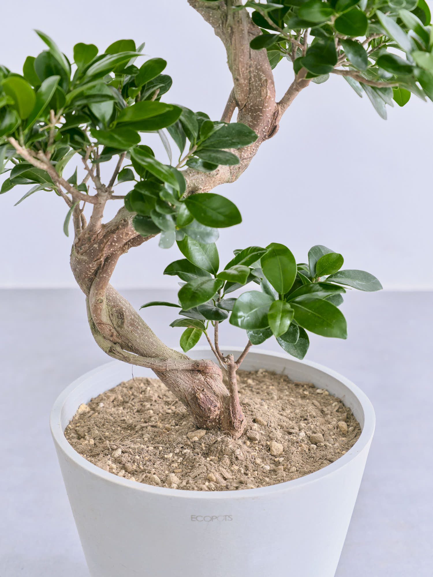 ガジュマル　まがり ガジュマル まがり 昇り龍 M | 観葉植物の通販 AND PLANTS (アンド