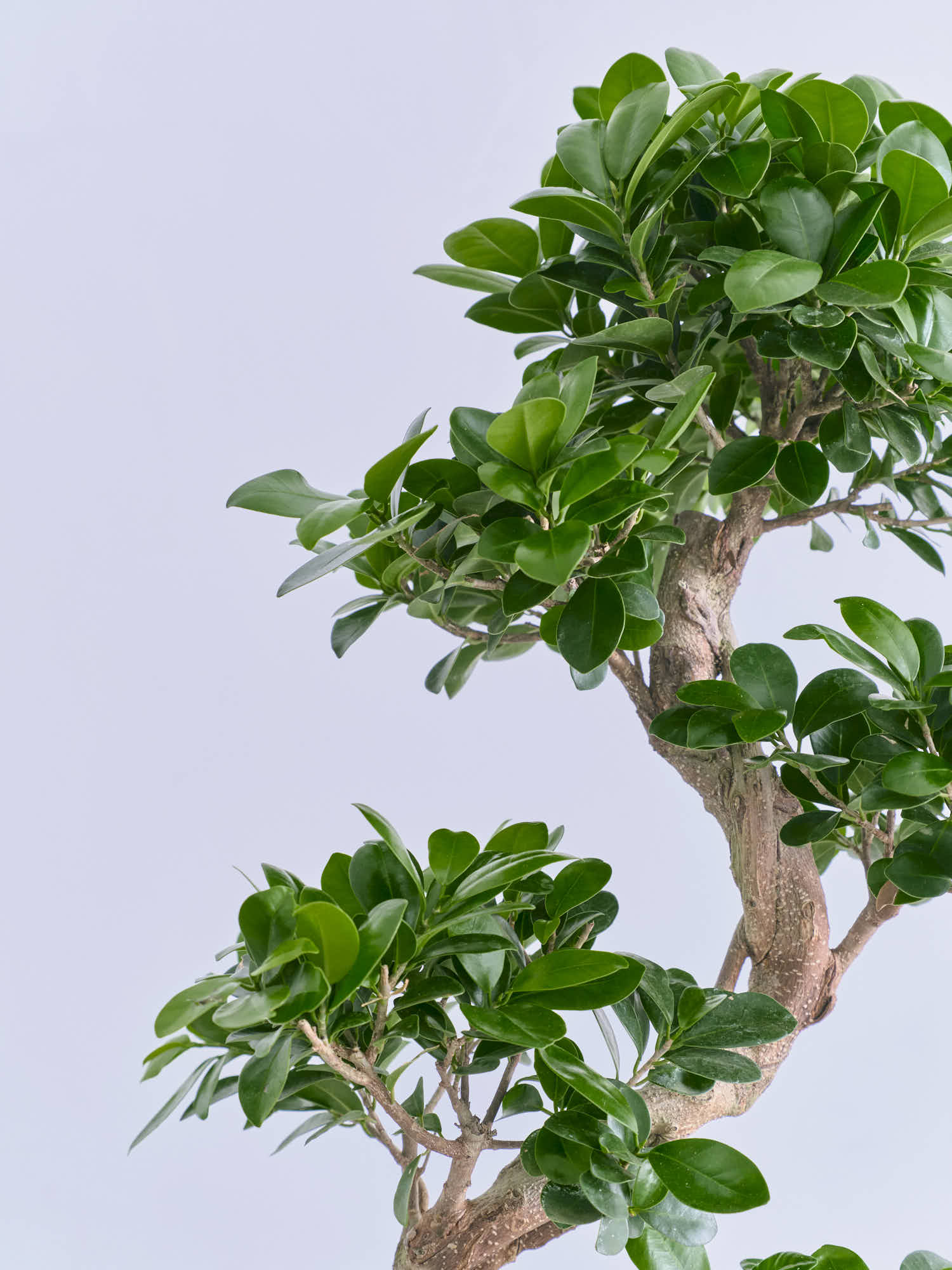 ガジュマル まがり 昇り龍 M | 観葉植物の通販 AND PLANTS (アンド