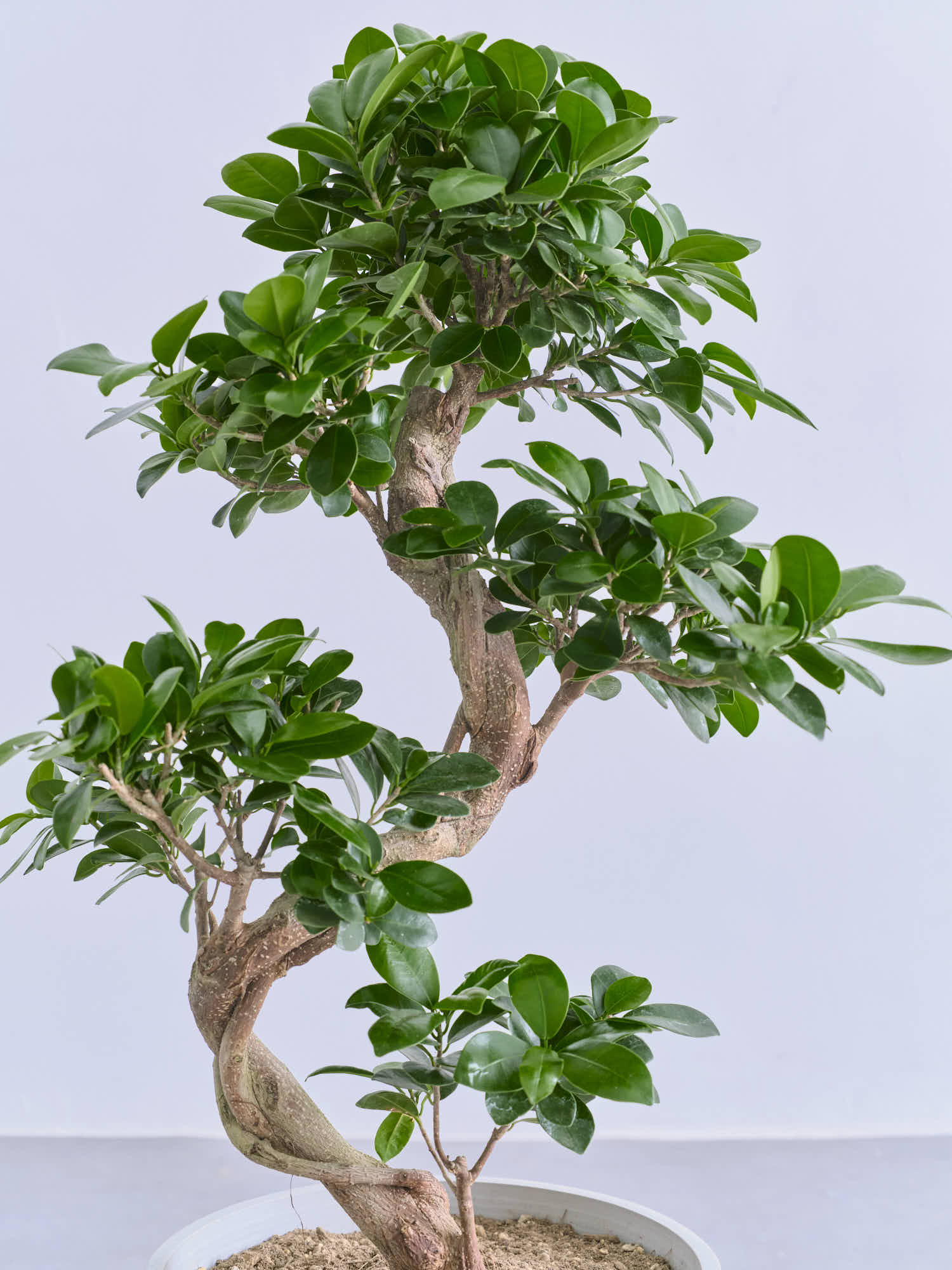 ガジュマル　まがり ガジュマル まがり 昇り龍 M | 観葉植物の通販 AND PLANTS (アンド