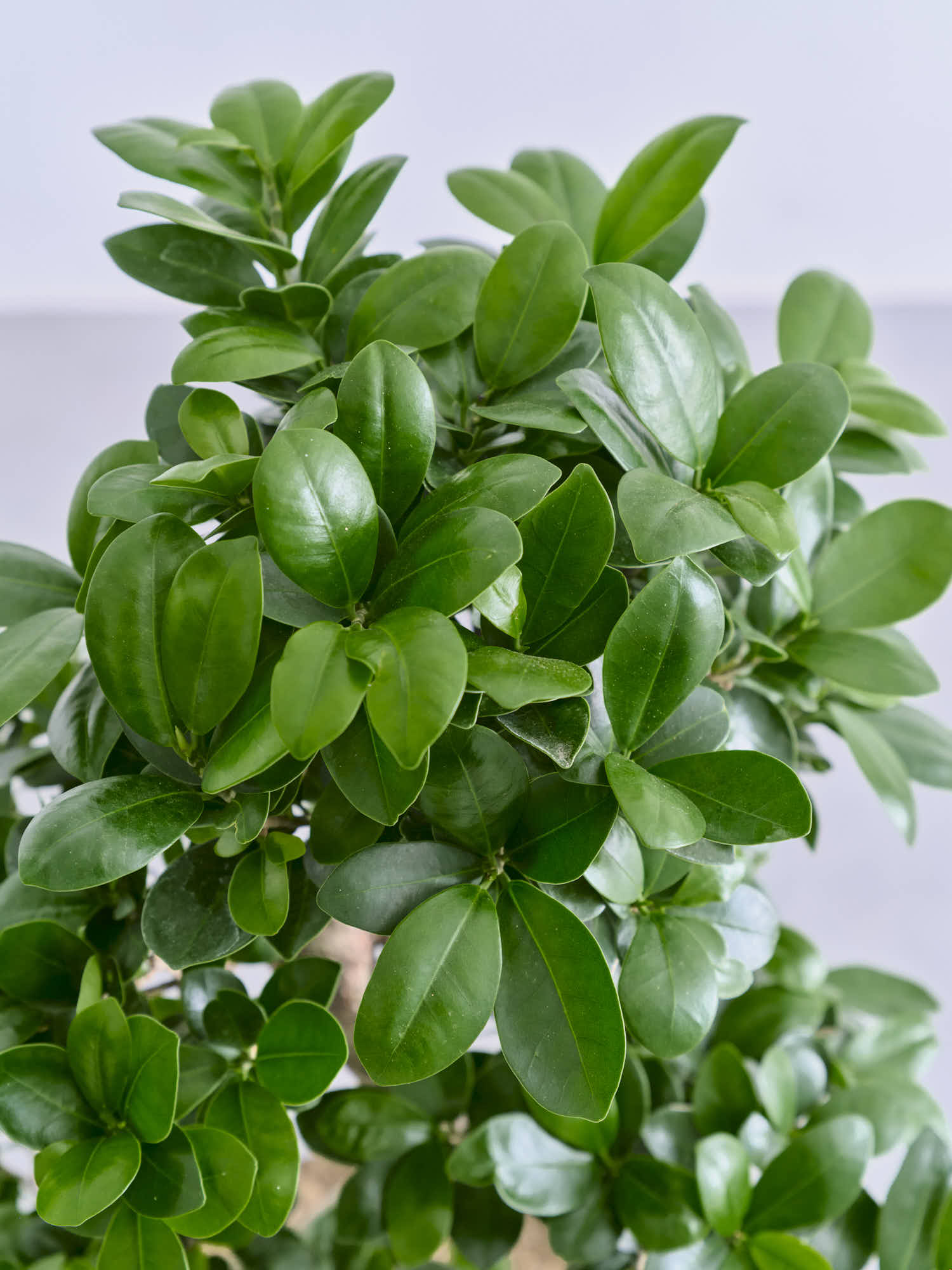 ガジュマル まがり 昇り龍 M | 観葉植物の通販 AND PLANTS (アンド