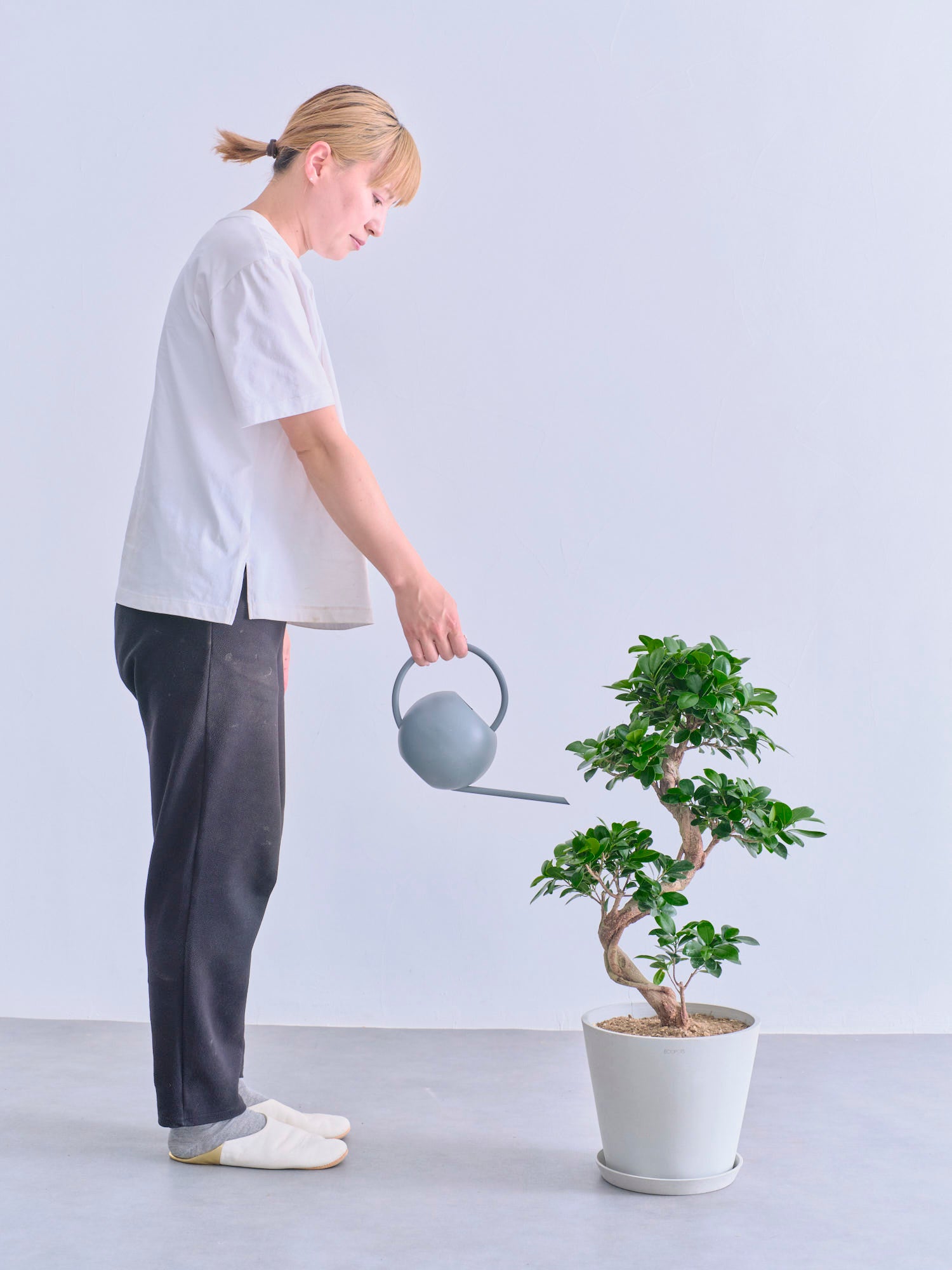 ガジュマル まがり 昇り龍 M | 観葉植物の通販 AND PLANTS (アンド