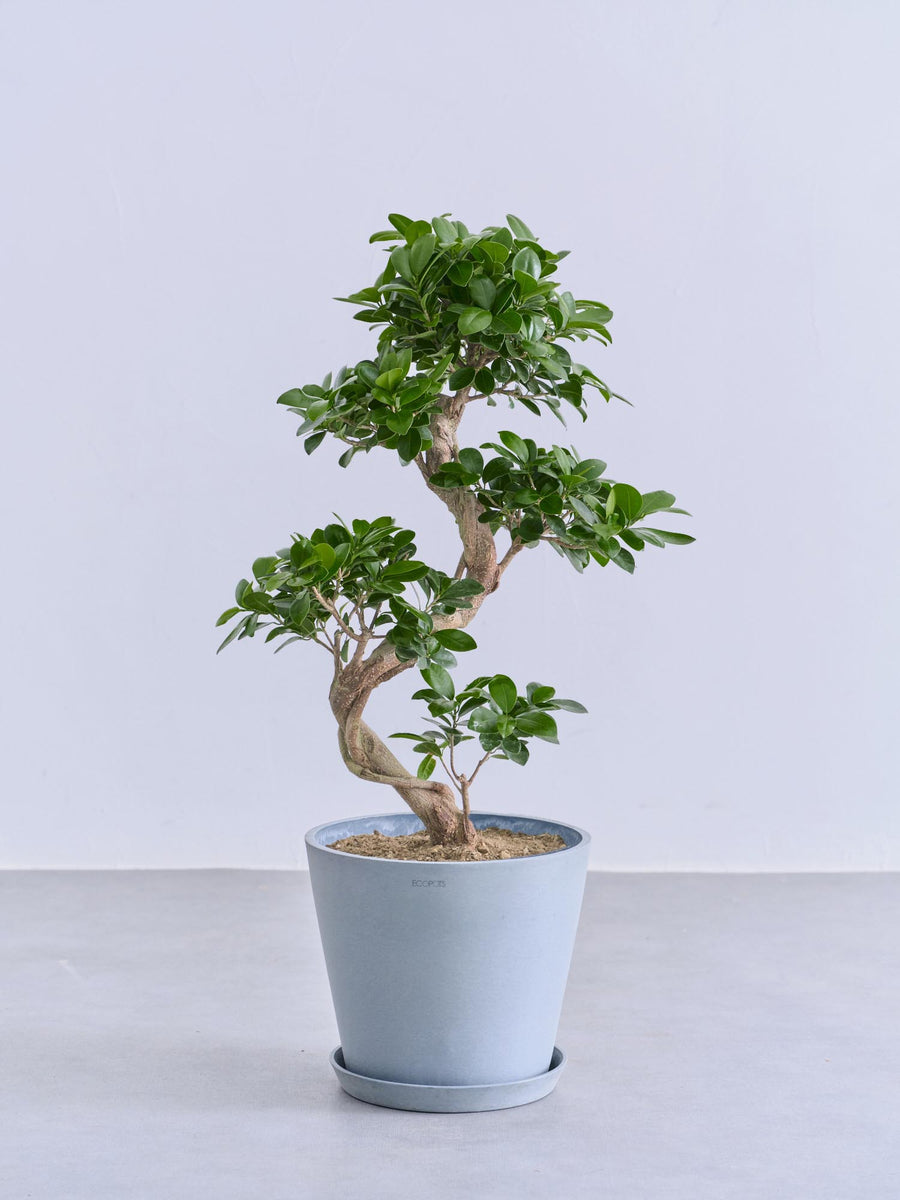 ガジュマル まがり | 観葉植物の通販 AND PLANTS (アンドプランツ)