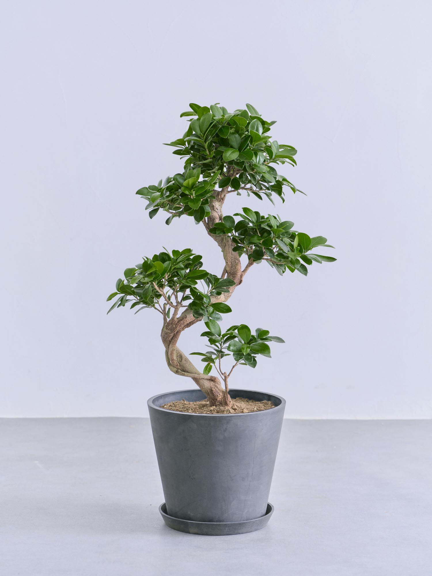 ガジュマル まがり 昇り龍 M | 観葉植物の通販 AND PLANTS (アンド