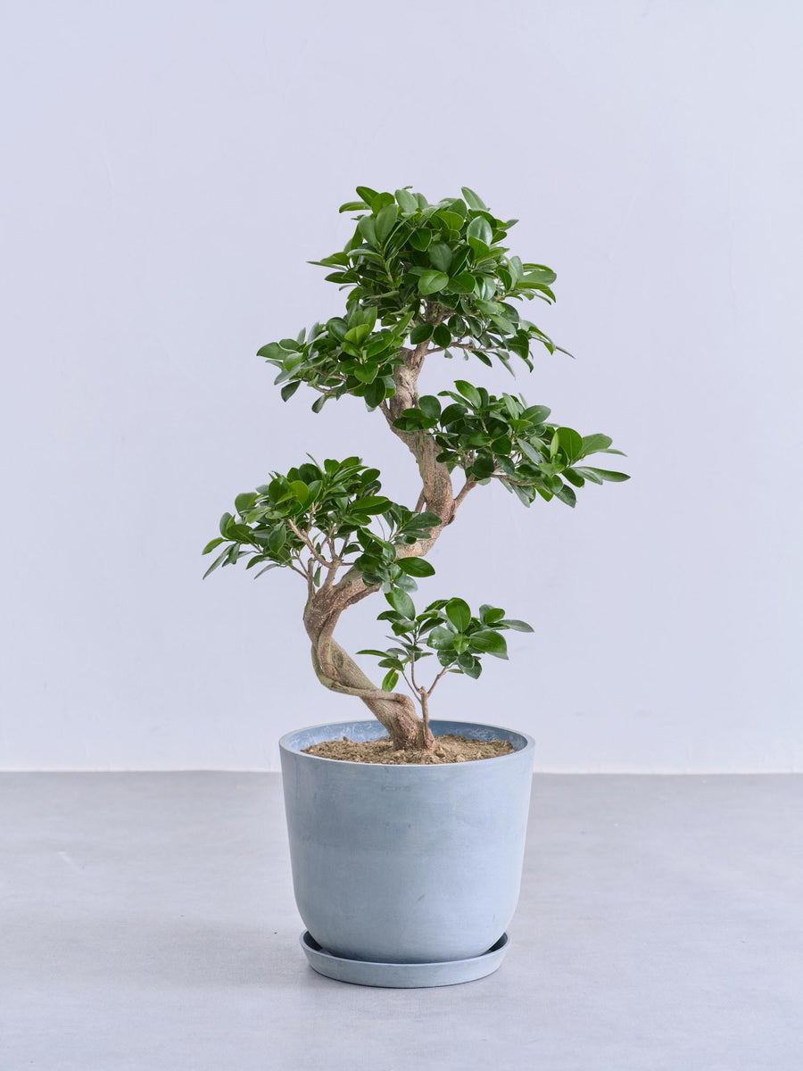 ガジュマル まがり | 観葉植物の通販 AND PLANTS (アンドプランツ)