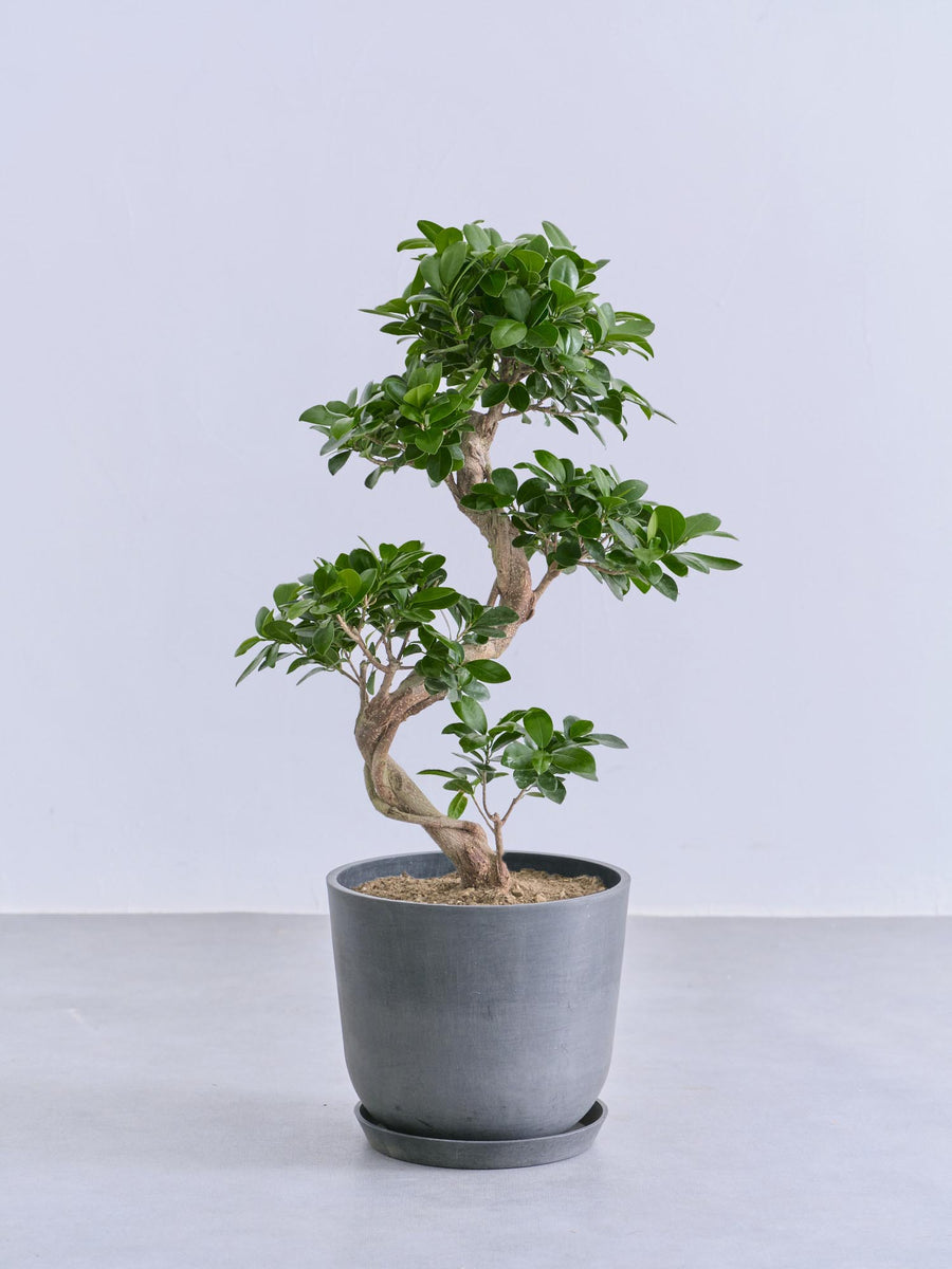 ガジュマル まがり | 観葉植物の通販 AND PLANTS (アンドプランツ)