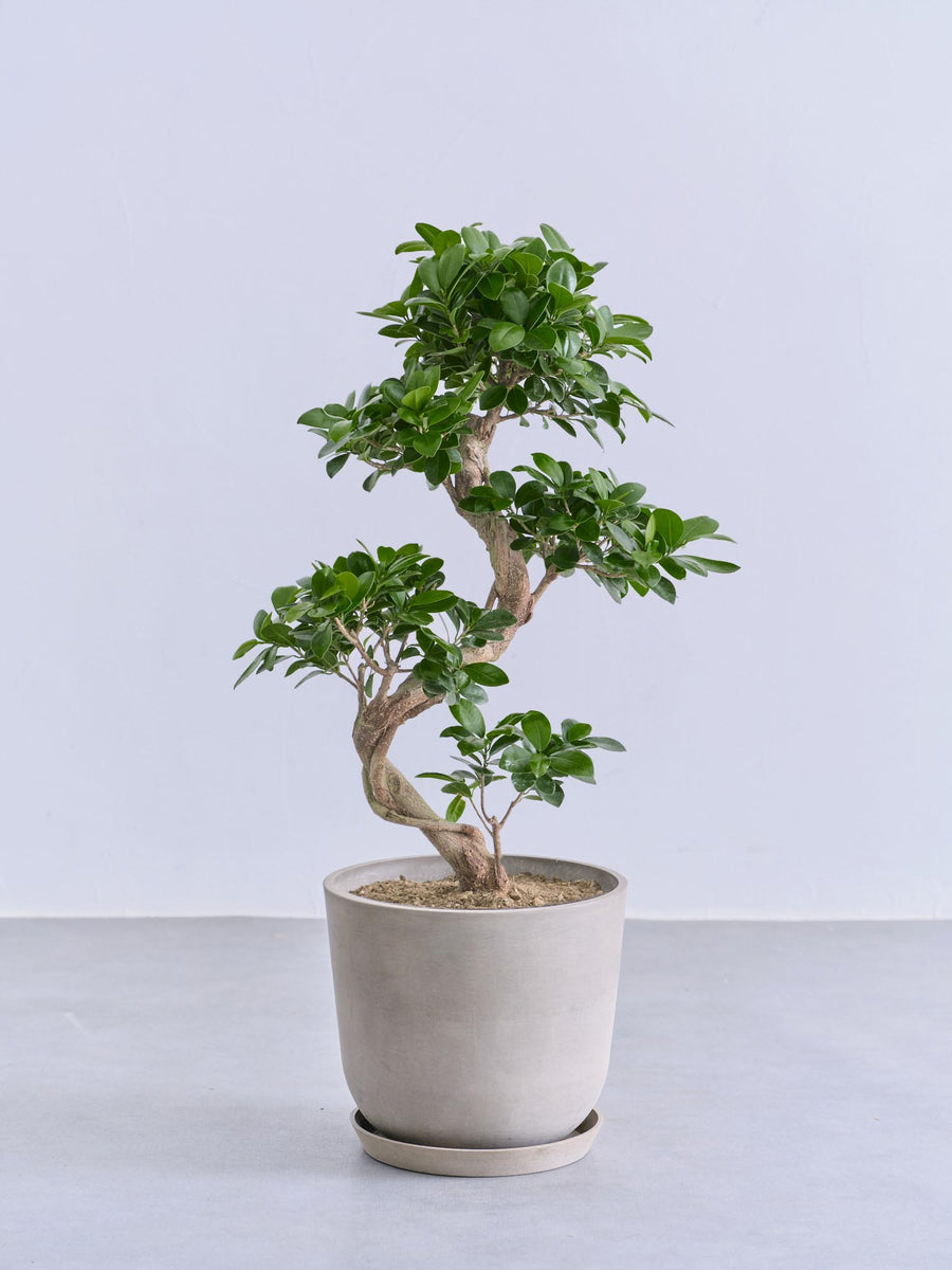 ガジュマル まがり | 観葉植物の通販 AND PLANTS (アンドプランツ)