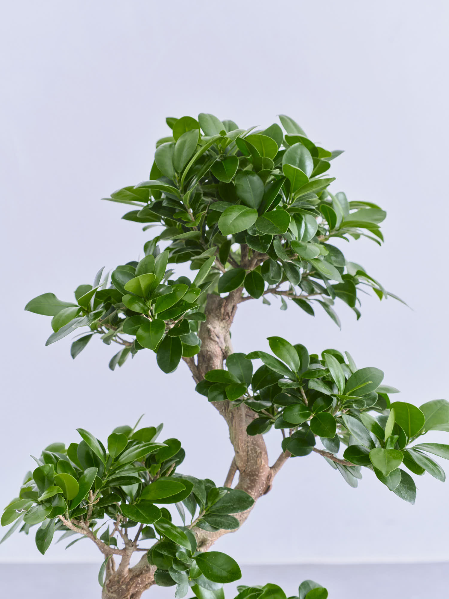 ガジュマル　まがり ガジュマル まがり 昇り龍 M | 観葉植物の通販 AND PLANTS (アンド