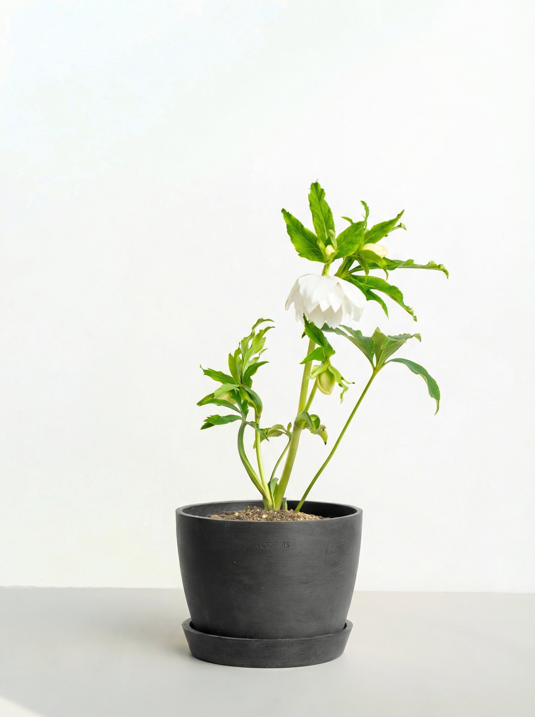 クリスマスローズ ホワイトフラッシュ Table-L | 観葉植物の通販 AND