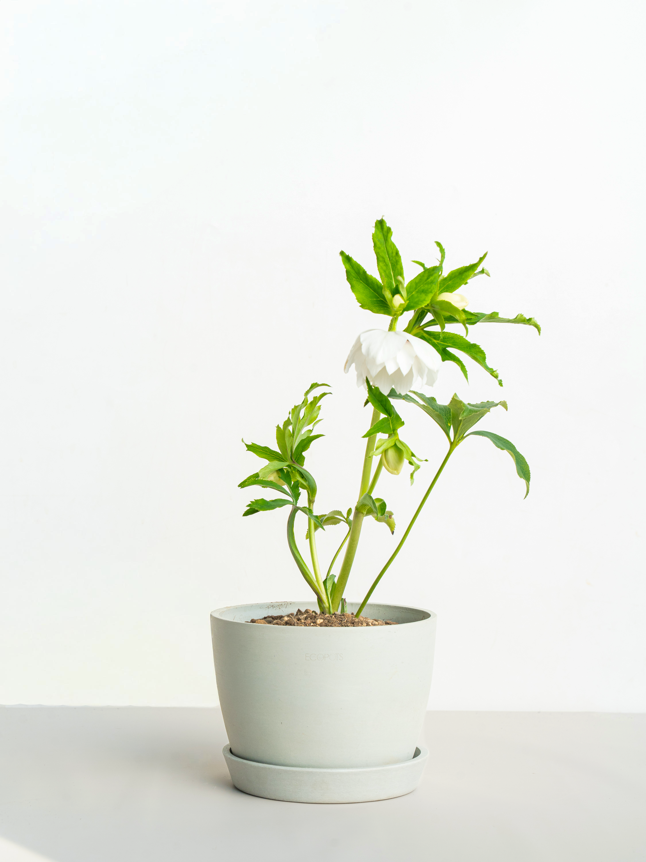 クリスマスローズ ホワイトフラッシュ Table-L