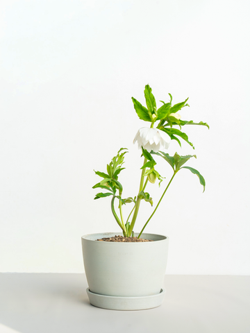 クリスマスローズ ホワイトフラッシュ Table-L