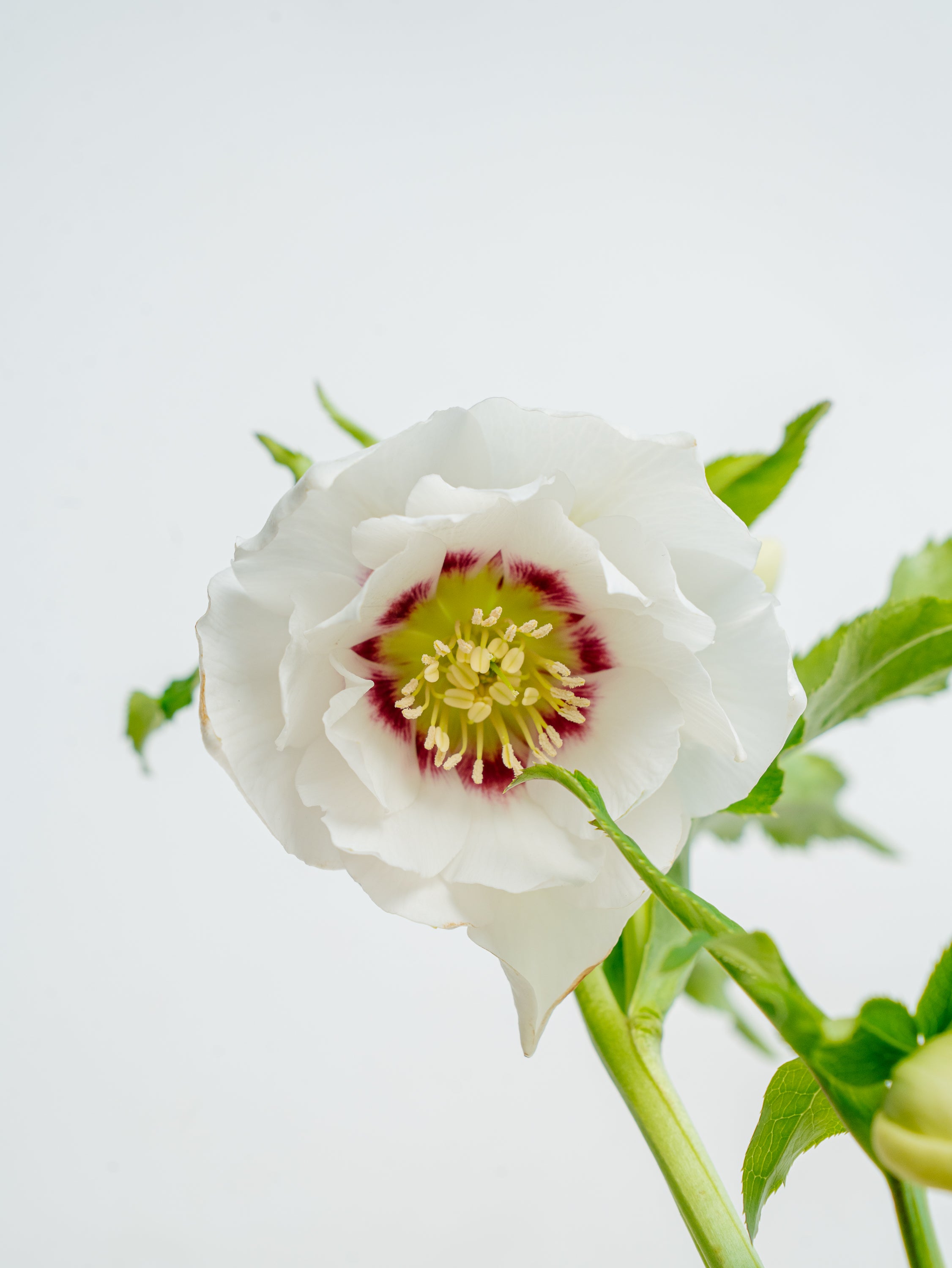 クリスマスローズ ホワイトフラッシュ Table-L | 観葉植物の通販 AND