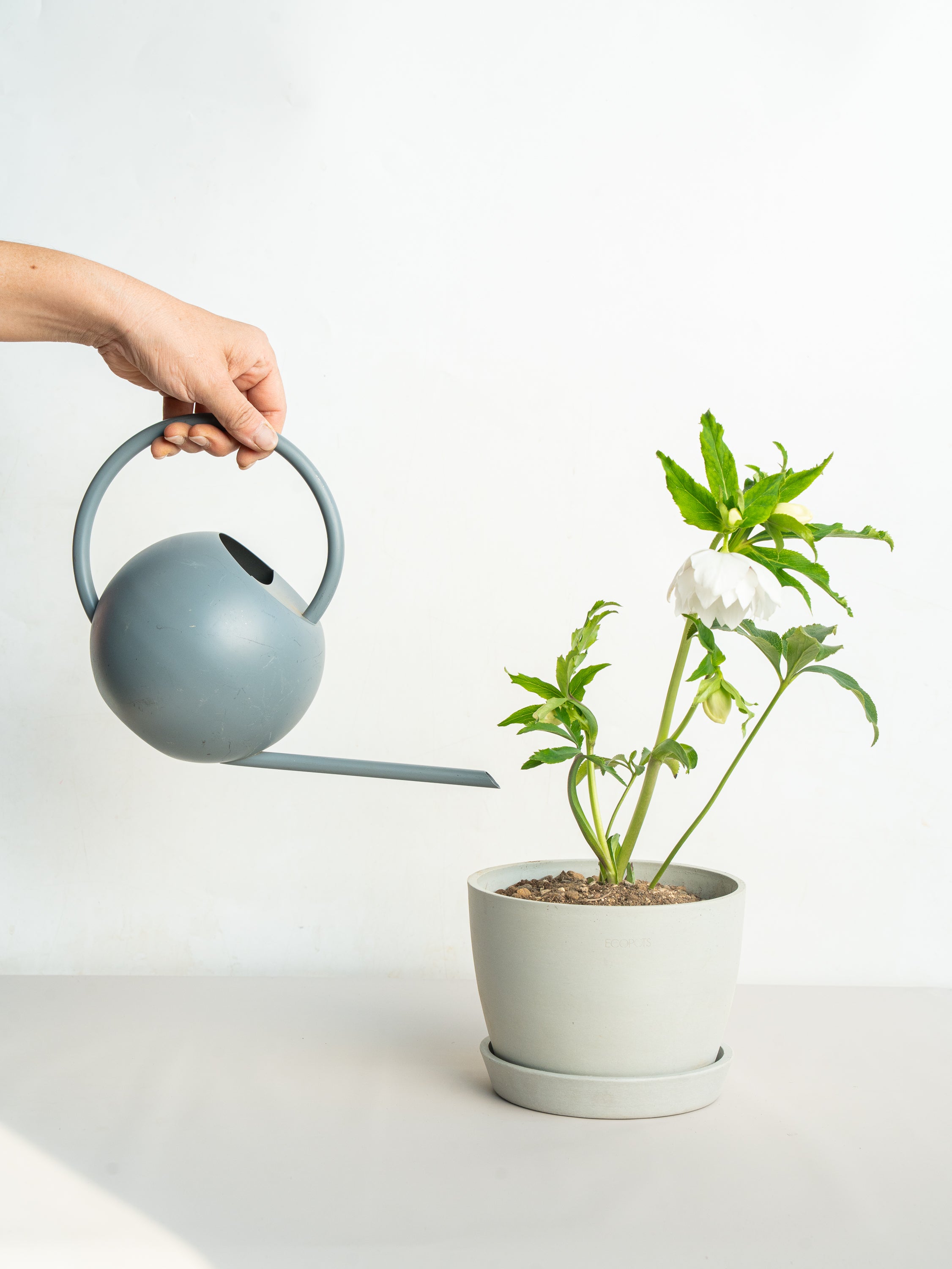 クリスマスローズ ホワイトフラッシュ Table-L | 観葉植物の通販 AND