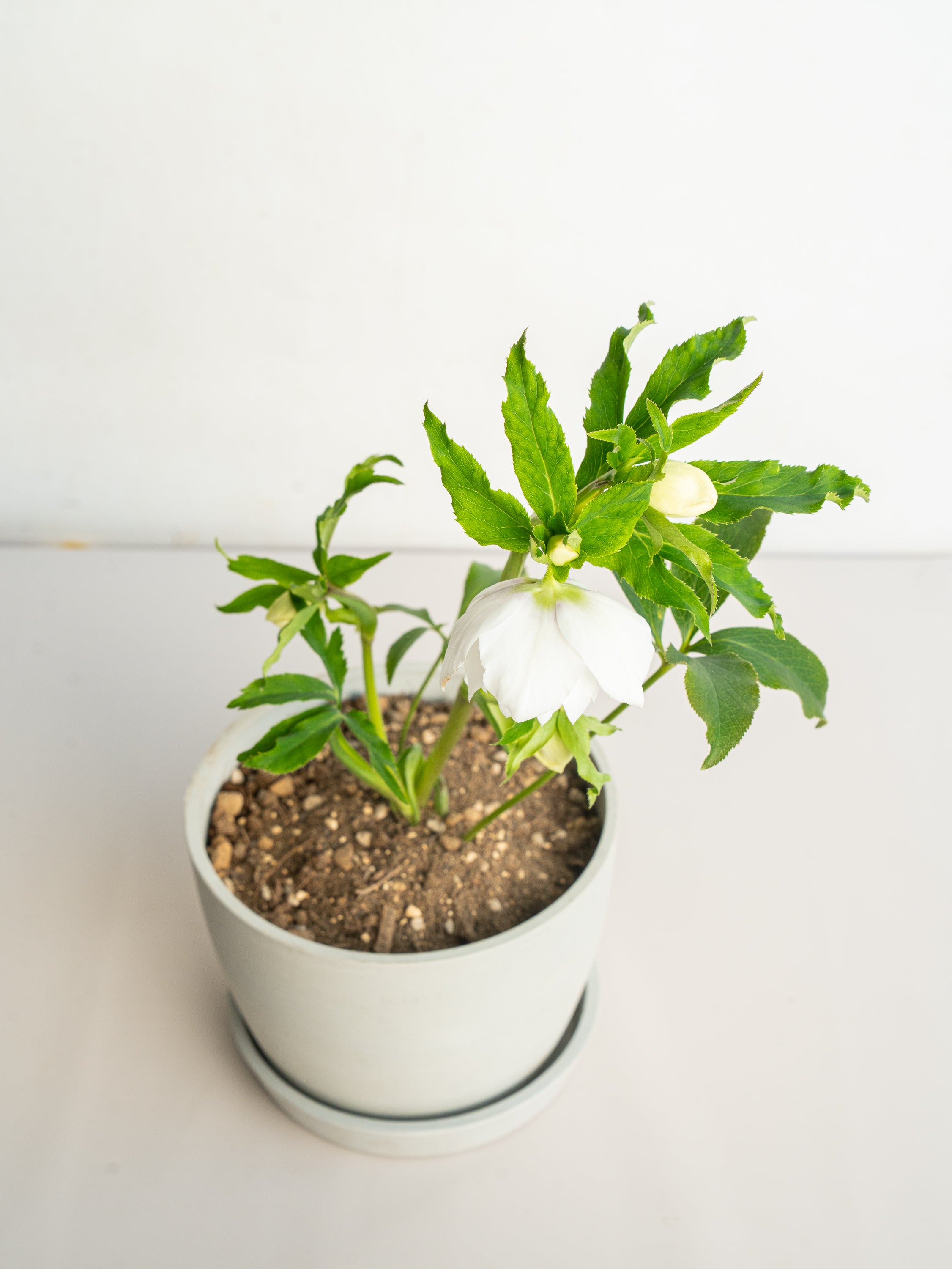 クリスマスローズ ホワイトフラッシュ Table-L | 観葉植物の通販 AND