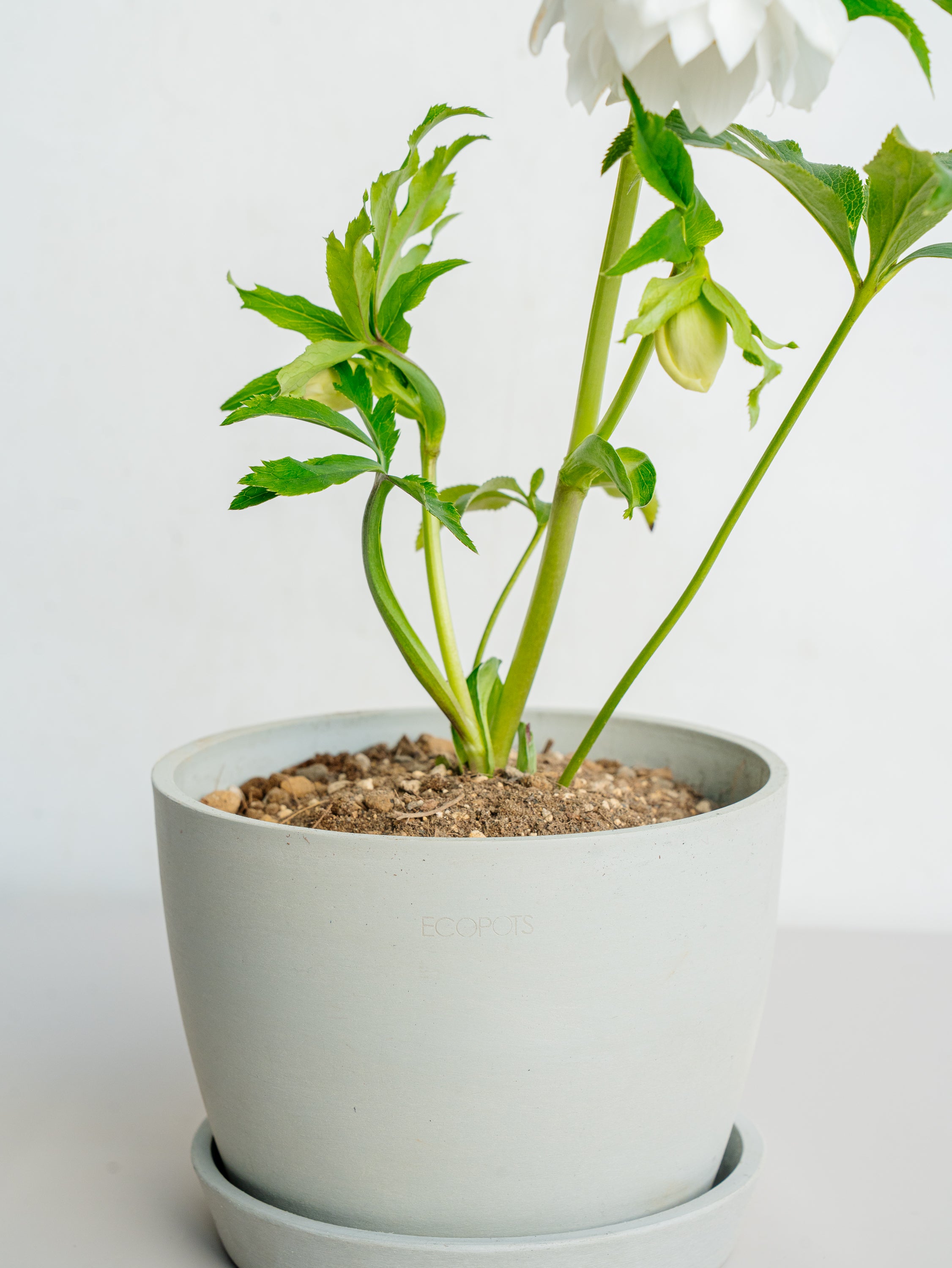 クリスマスローズ ホワイトフラッシュ Table-L | 観葉植物の通販 AND