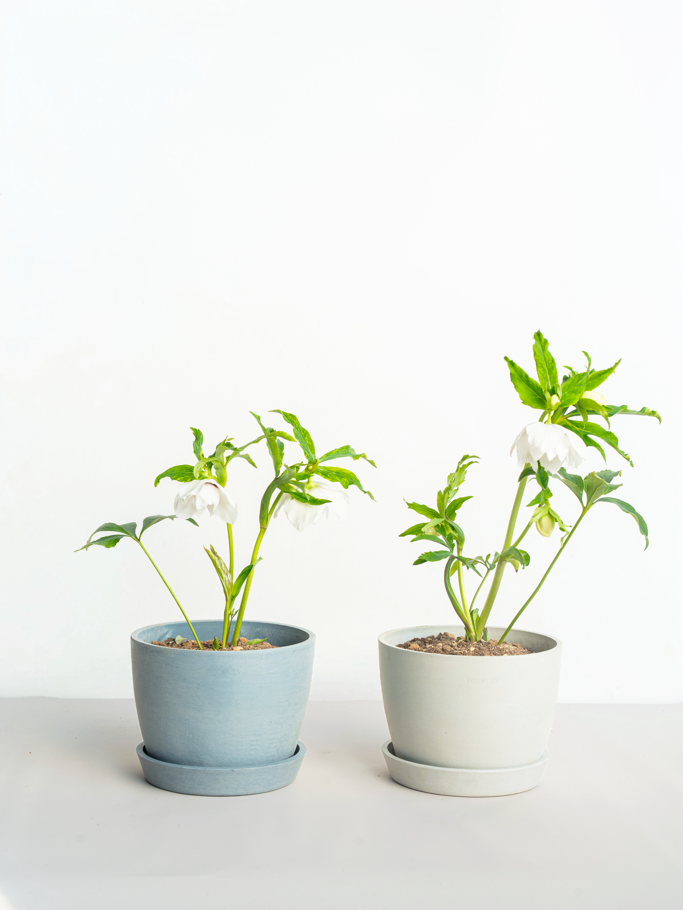 クリスマスローズ ホワイトフラッシュ Table-L | 観葉植物の通販 AND