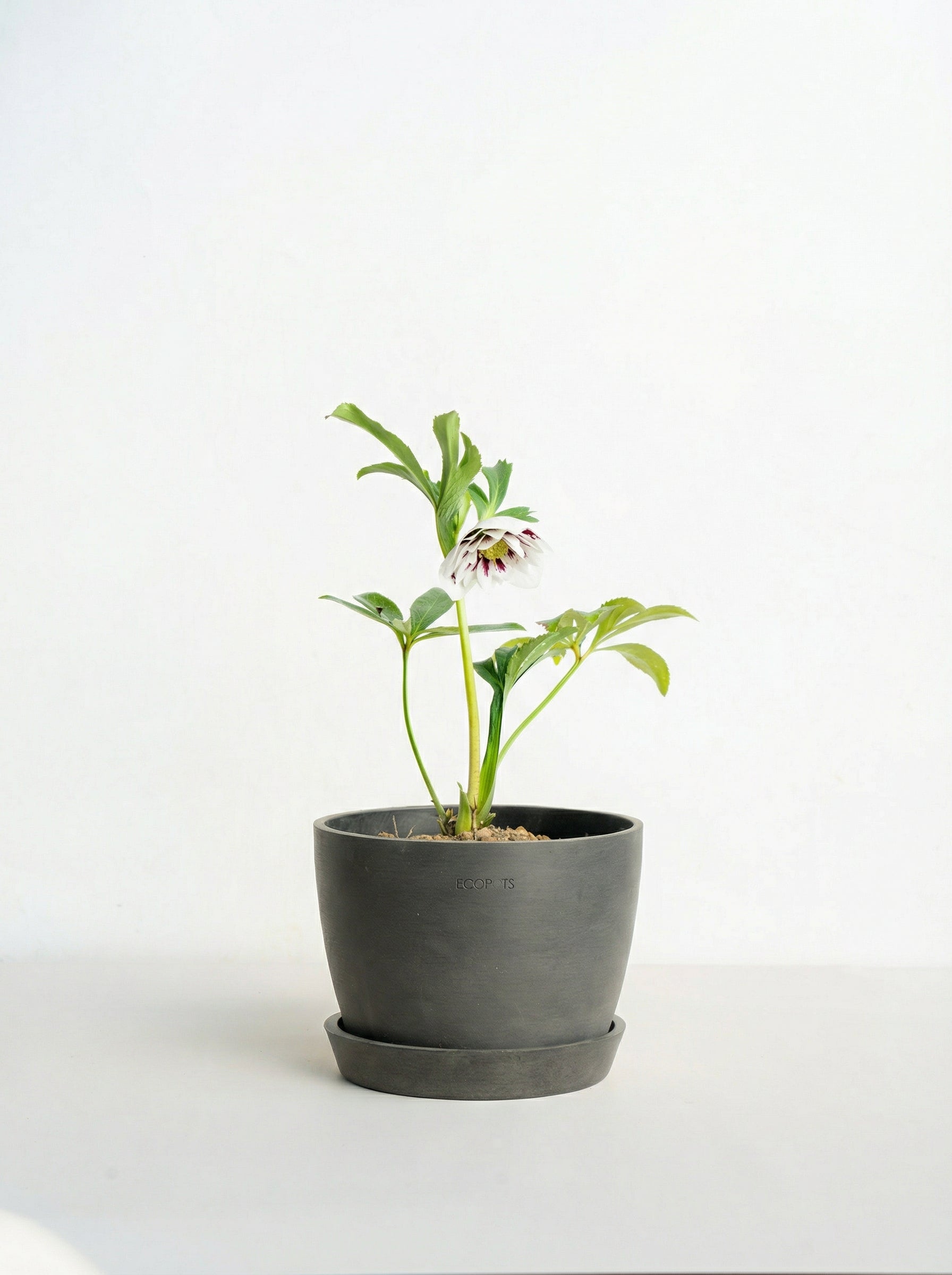 クリスマスローズ ホワイトスポット Table-L | 観葉植物の通販 AND