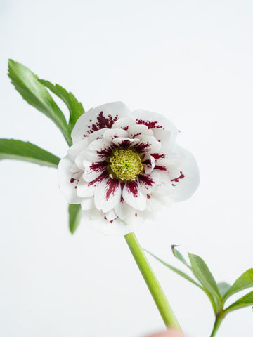 クリスマスローズ ホワイトスポット Table-L