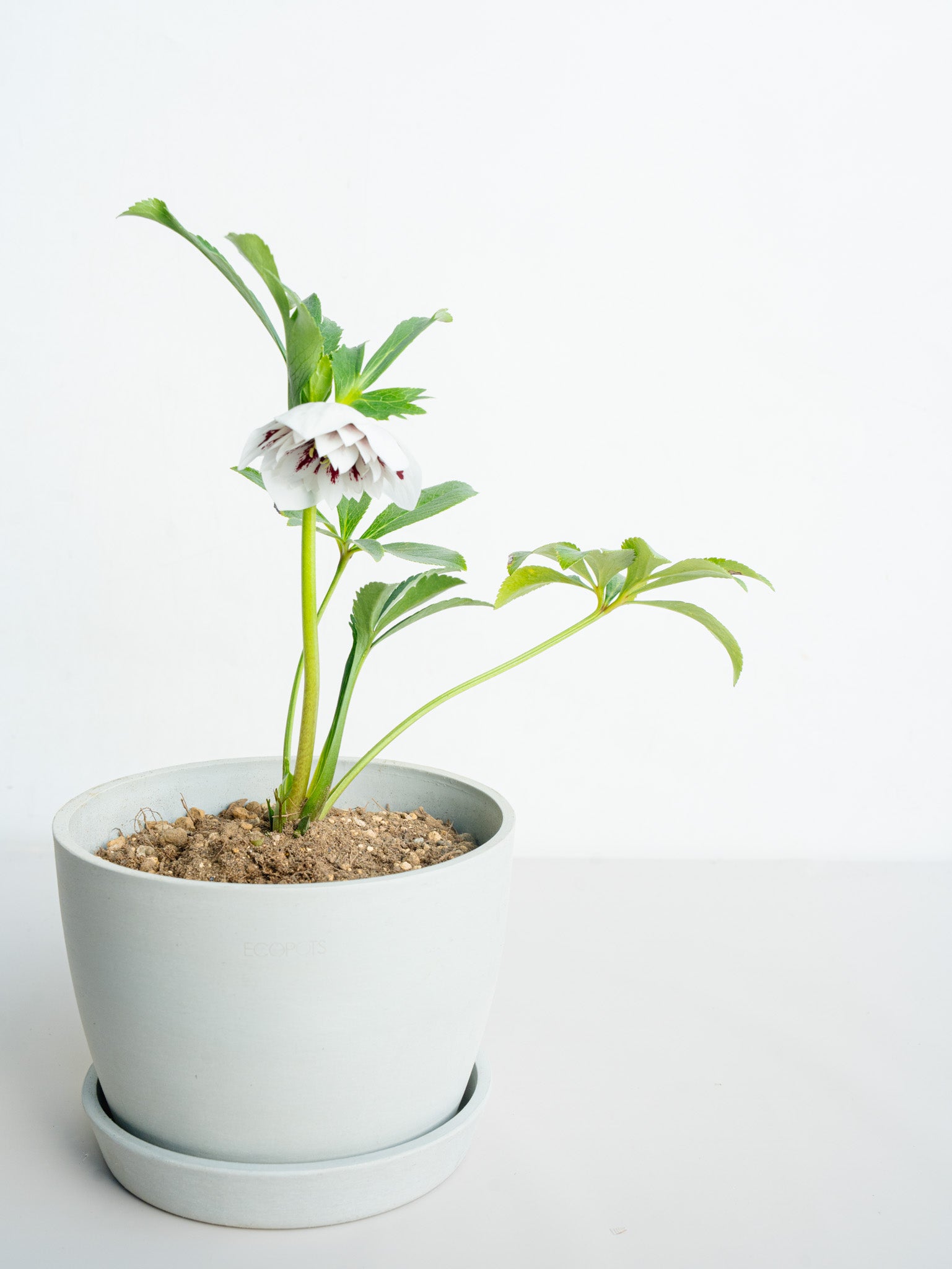 クリスマスローズ ホワイトスポット Table-L | 観葉植物の通販 AND
