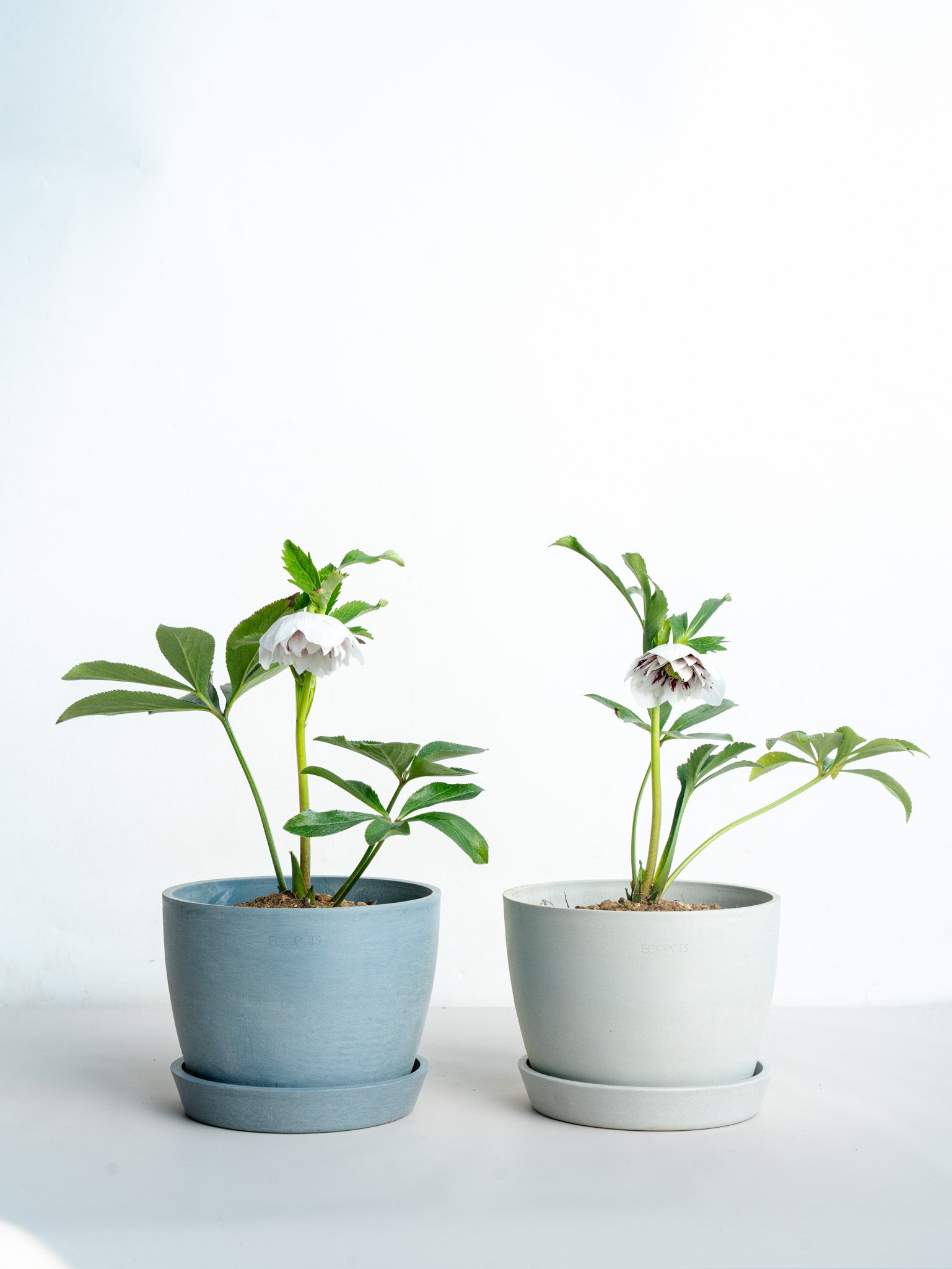 クリスマスローズ ホワイトスポット Table-L | 観葉植物の通販 AND