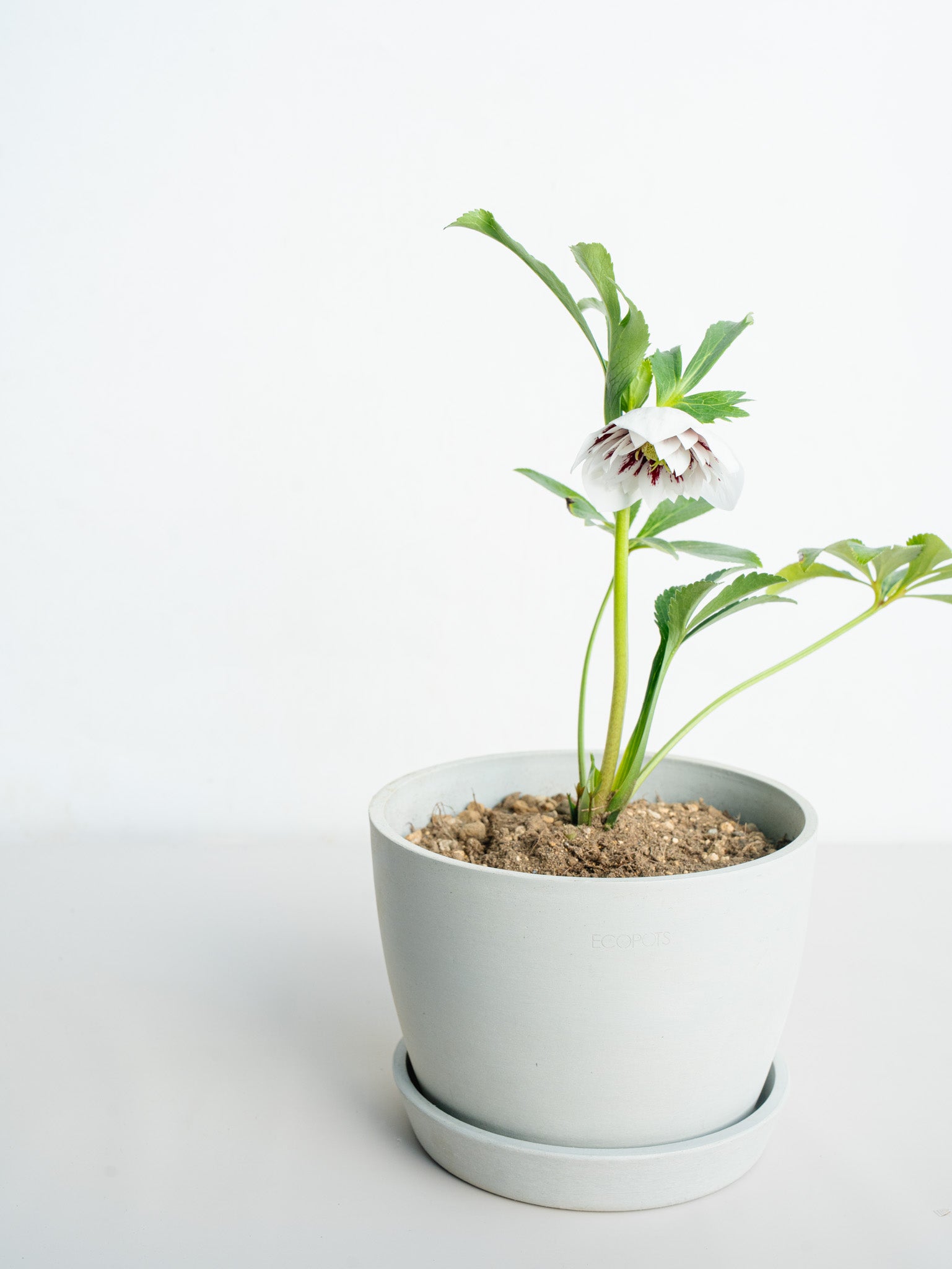 クリスマスローズ ホワイトスポット Table-L | 観葉植物の通販 AND