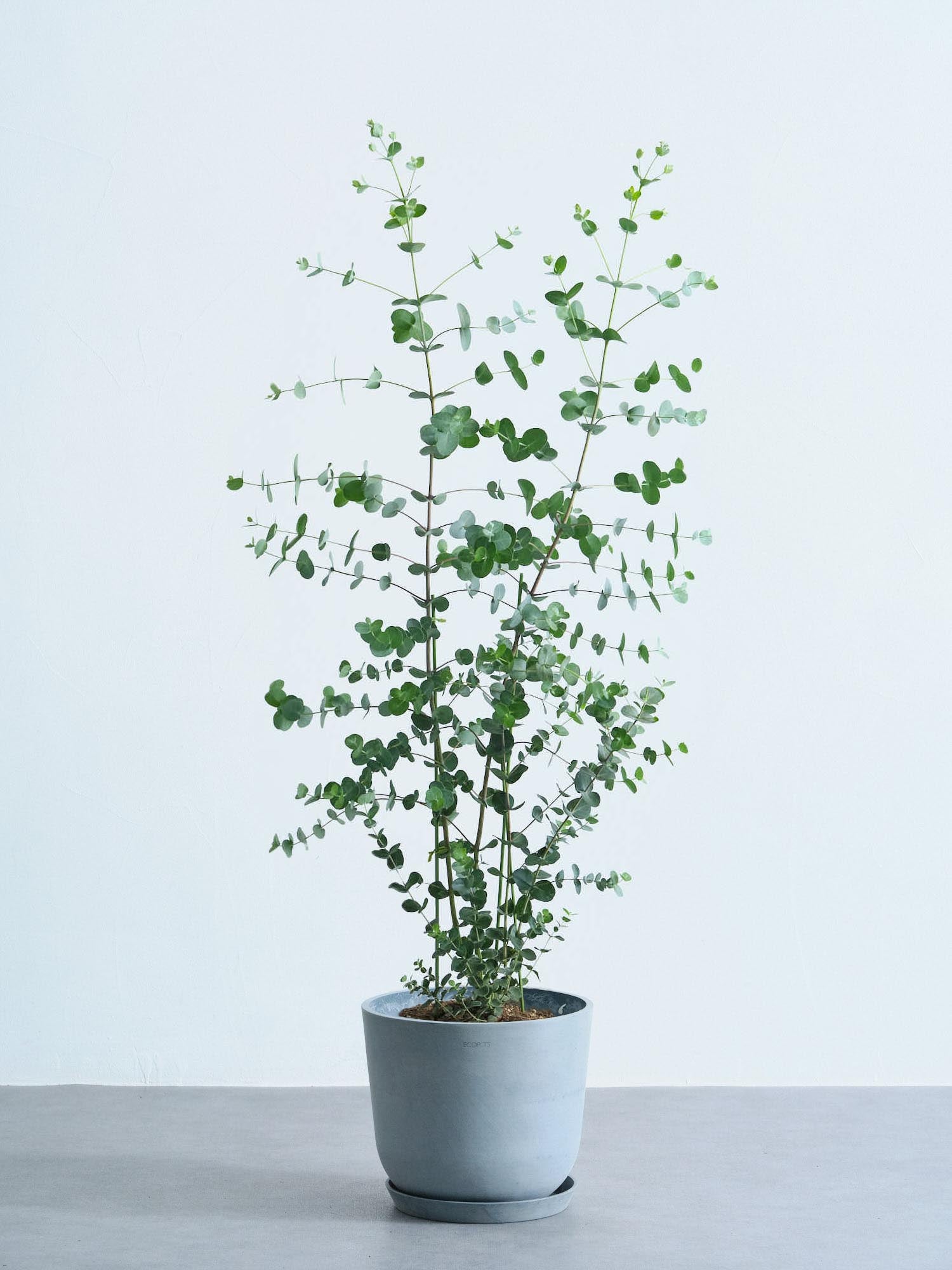 ユーカリ・グニー | 観葉植物の通販 AND PLANTS (アンドプランツ)