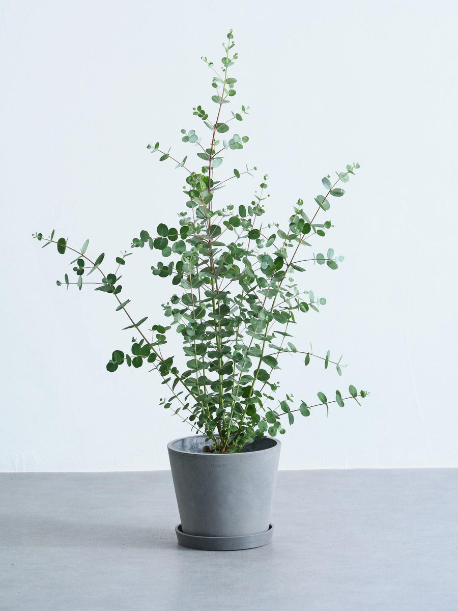 ユーカリ・グニー 6号 | 観葉植物の通販 AND PLANTS (アンドプランツ)