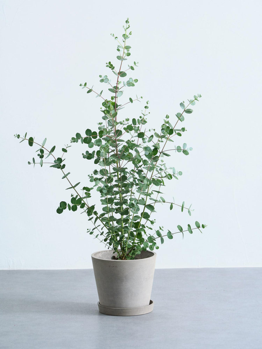 ユーカリです。 ユーカリ・グニー 6号 | 観葉植物の通販 AND PLANTS (アンドプランツ)