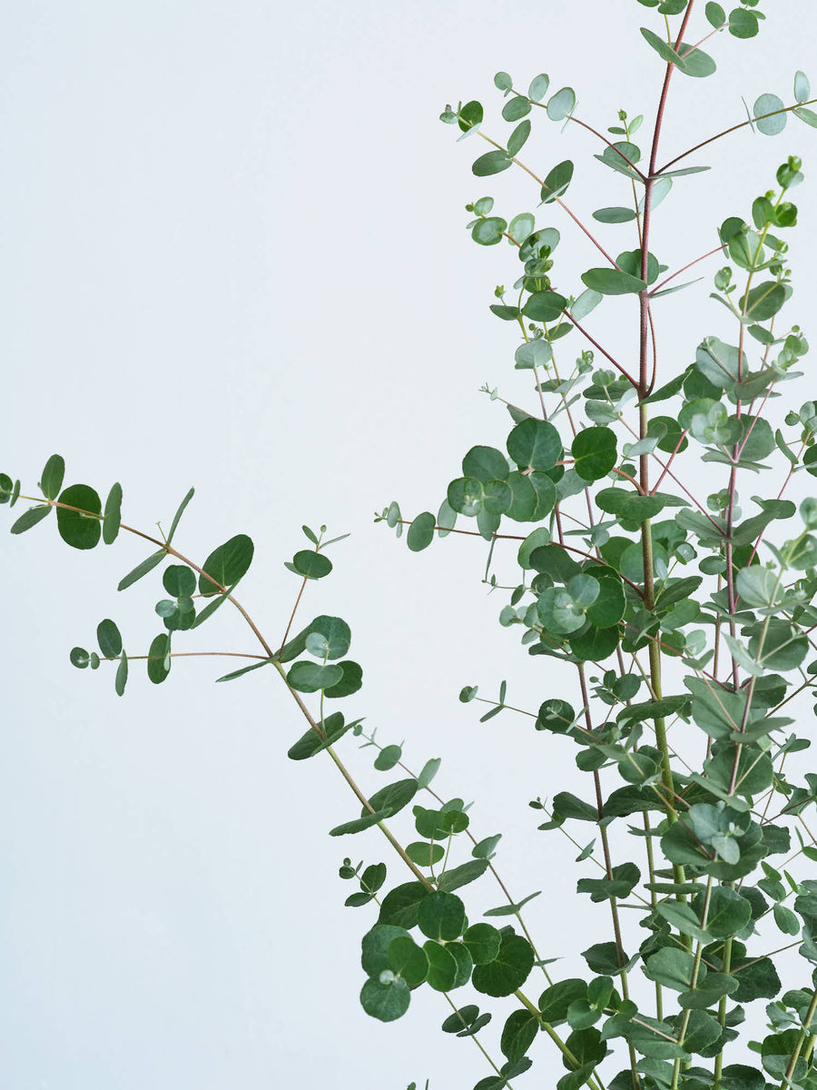 ユーカリ・グニー 6号 | 観葉植物の通販 AND PLANTS (アンドプランツ)