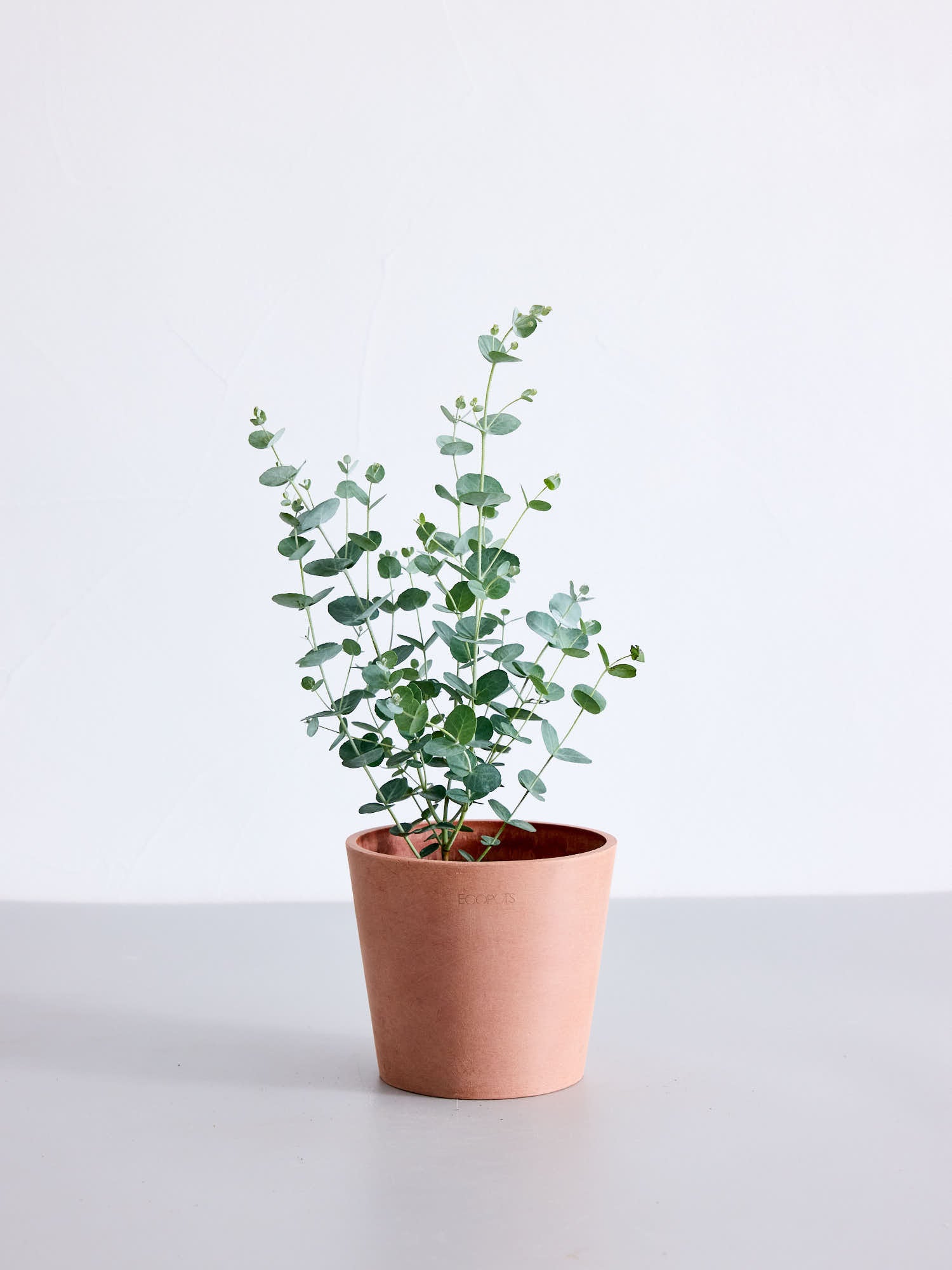 ユーカリ・グニー | 観葉植物の通販 AND PLANTS (アンドプランツ)