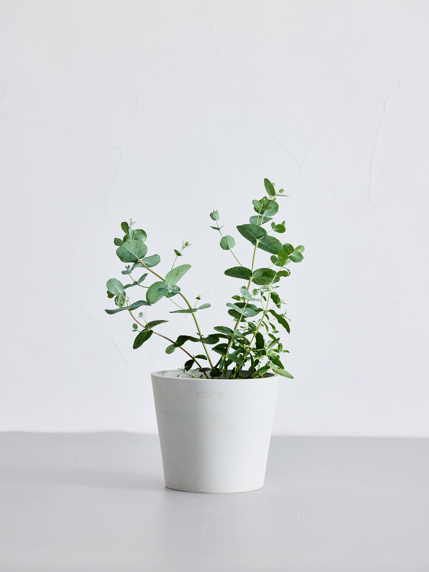 ユーカリ・グニー Table-M | 観葉植物の通販 AND PLANTS (アンドプランツ)