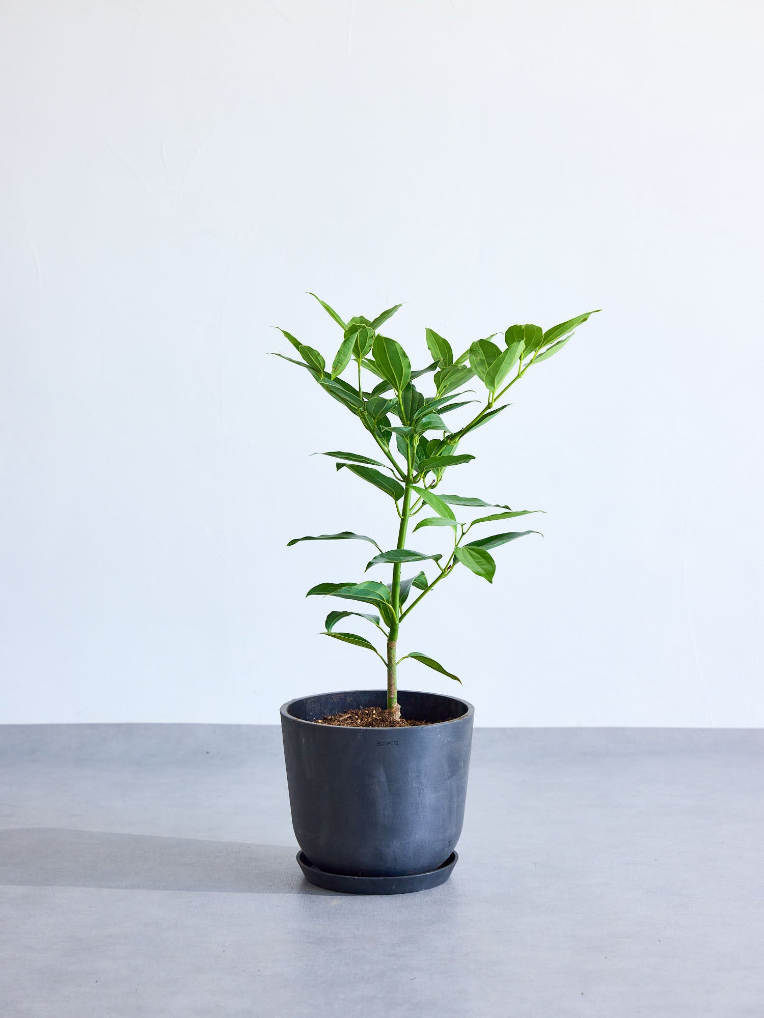 シナモン | 観葉植物の通販 AND PLANTS (アンドプランツ)