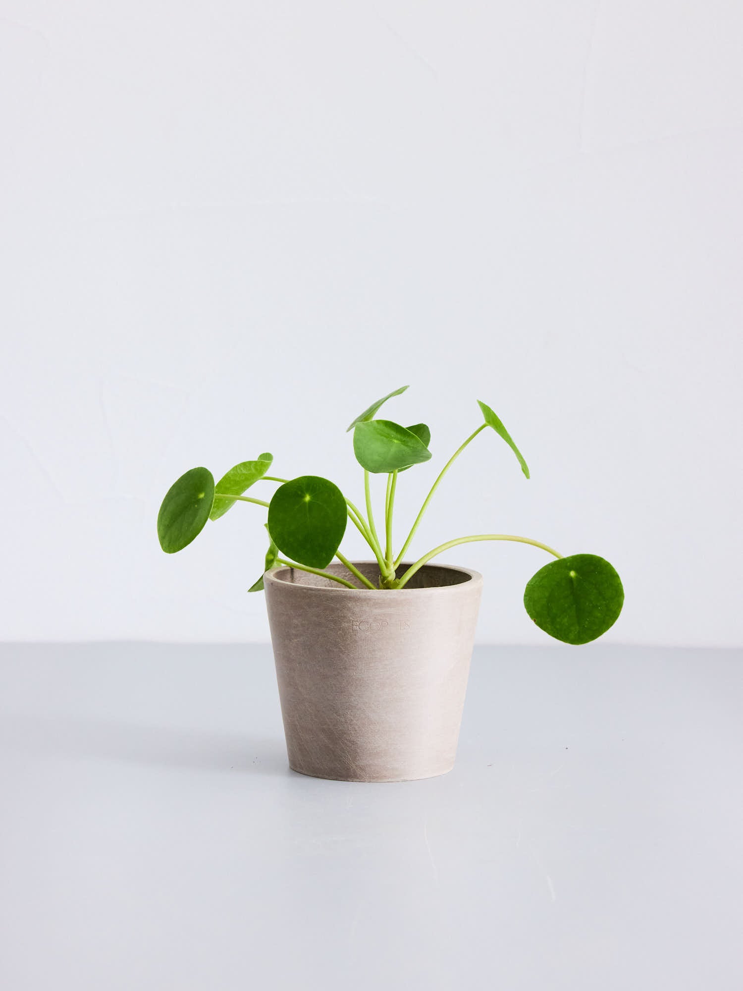 クリアプランツ】ピレア・ペペロミオイデス Table-S | 観葉植物の通販