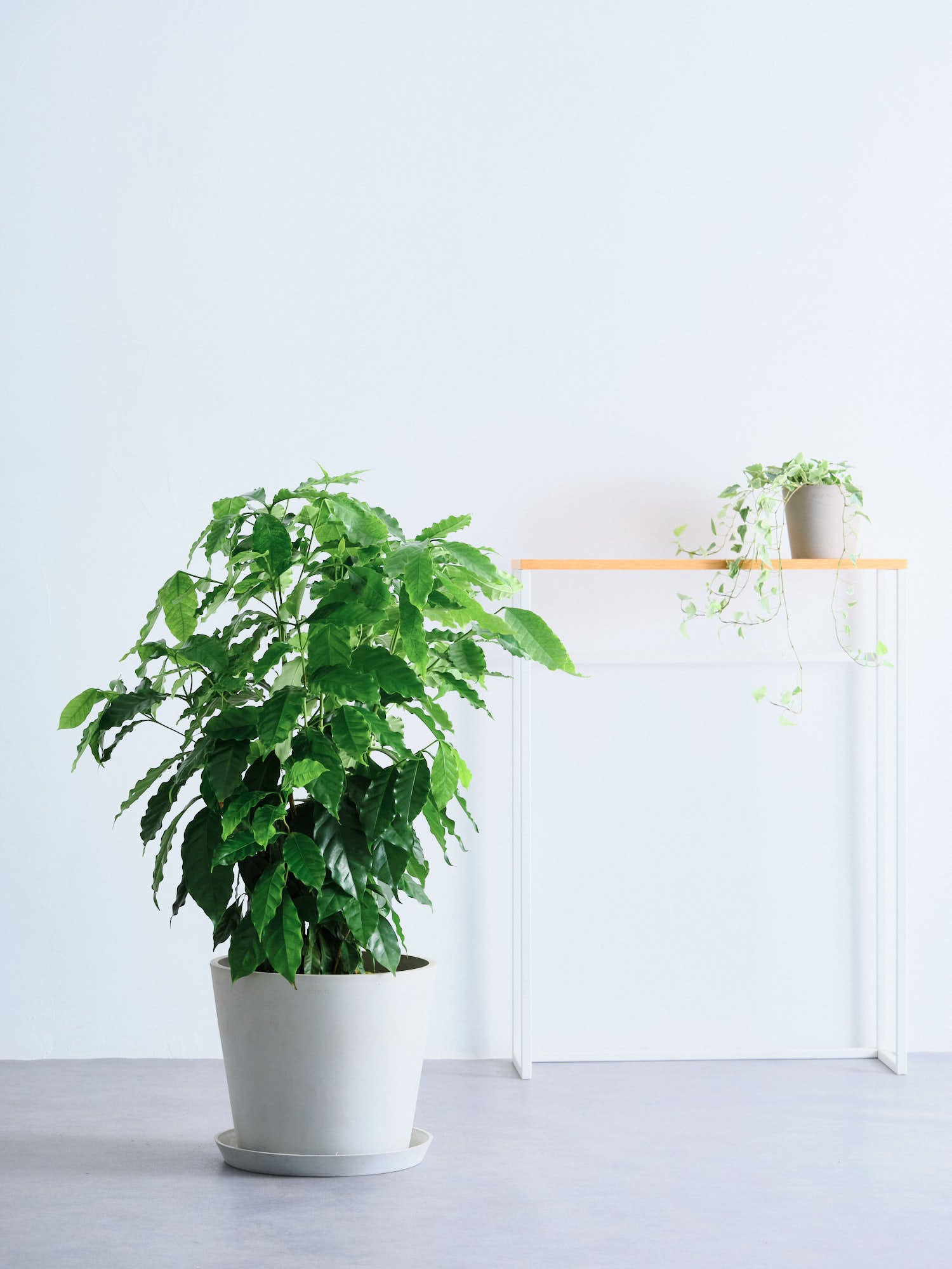 コーヒーの木 L | 観葉植物の通販 AND PLANTS (アンドプランツ)