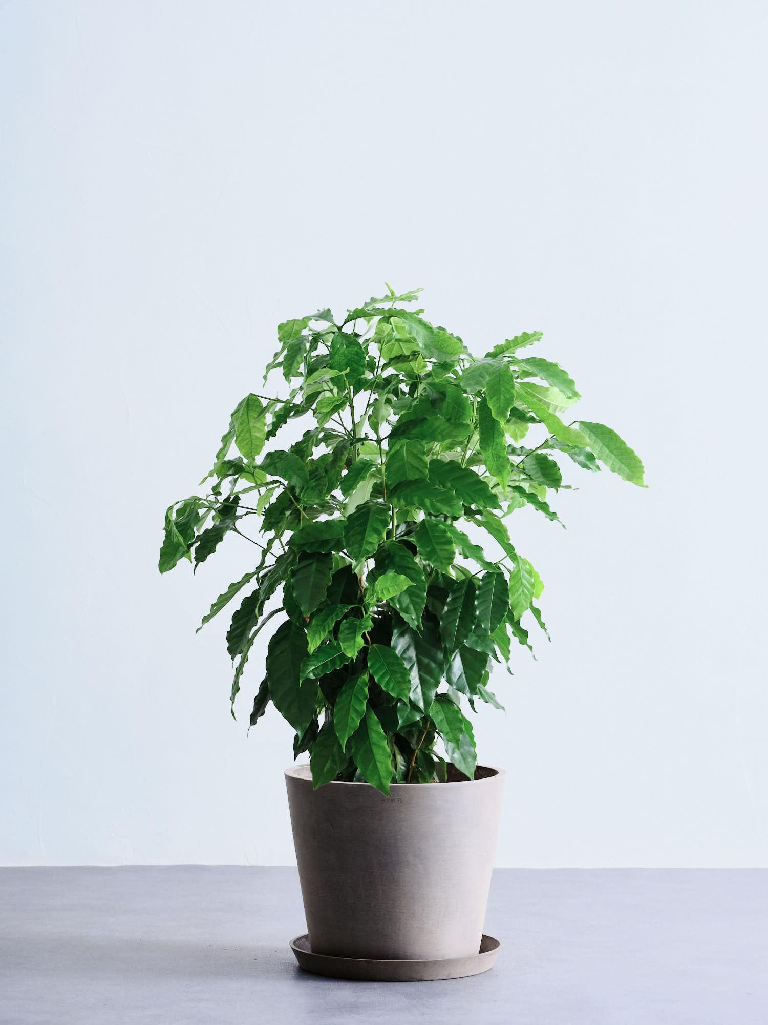 コーヒーの木 L | 観葉植物の通販 AND PLANTS (アンドプランツ)