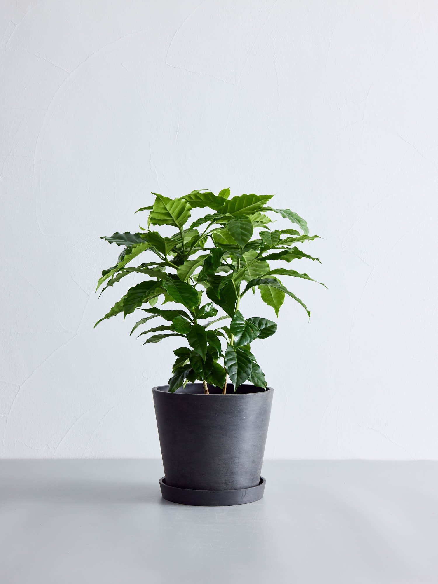 コーヒーの木 コーヒーの木 S | 観葉植物の通販 AND PLANTS (アンドプランツ)