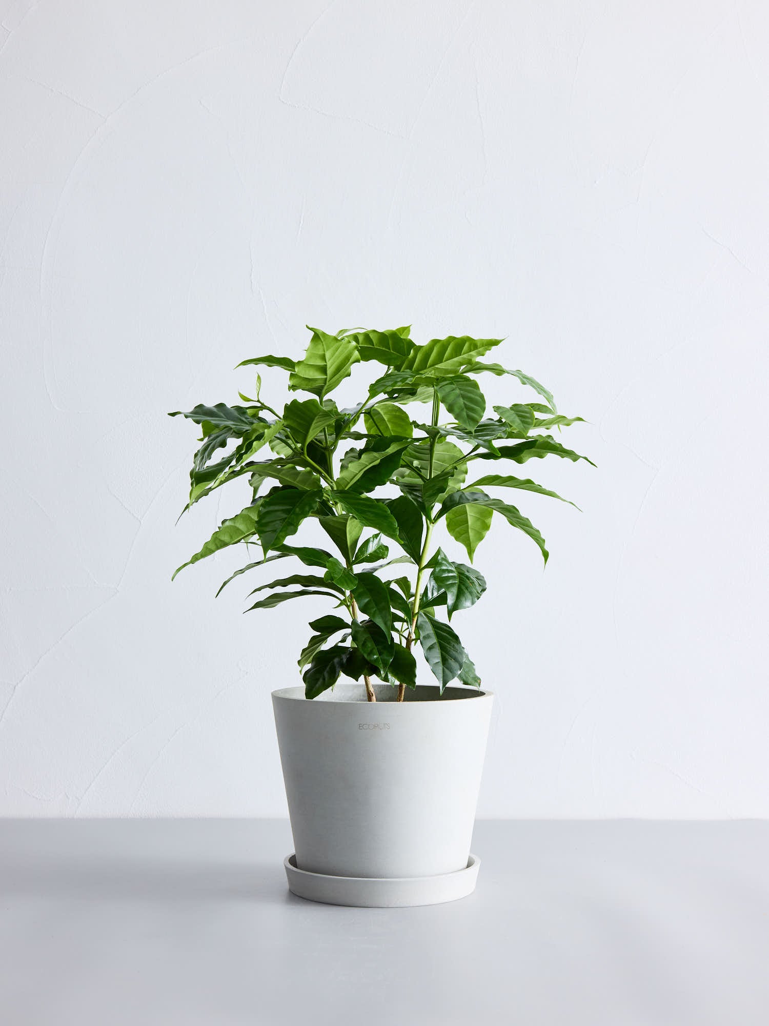 コーヒーの木 S | 観葉植物の通販 AND PLANTS (アンドプランツ)