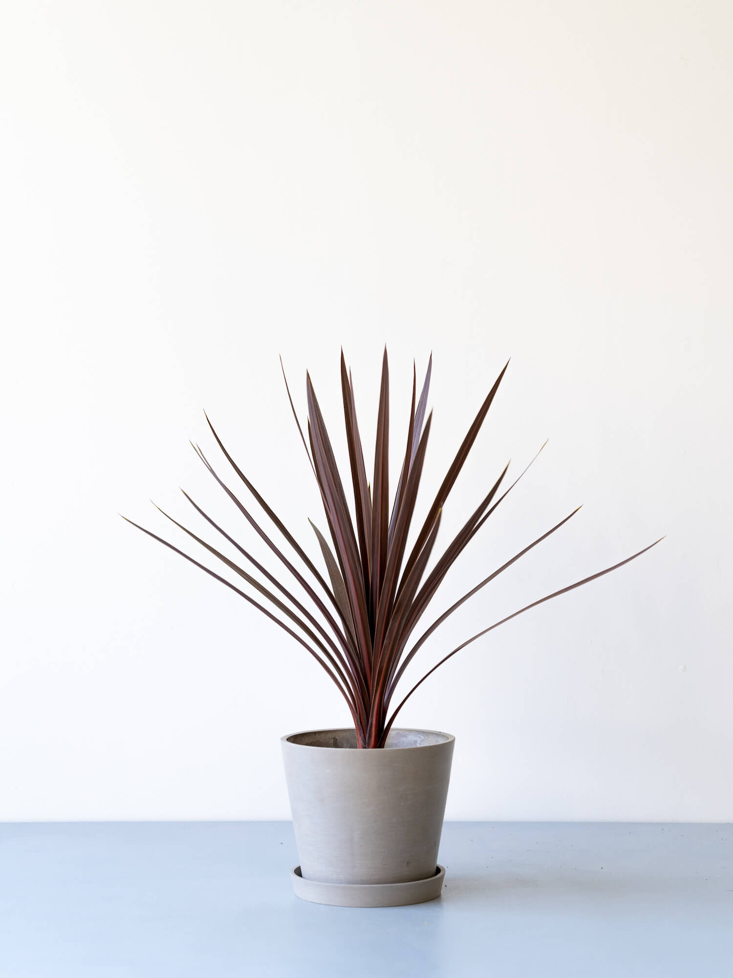 コルジリネ　レッドスター　110cm 楽天市場】コルジリネ（レッドスター） 3号 プラスチック苗 1鉢