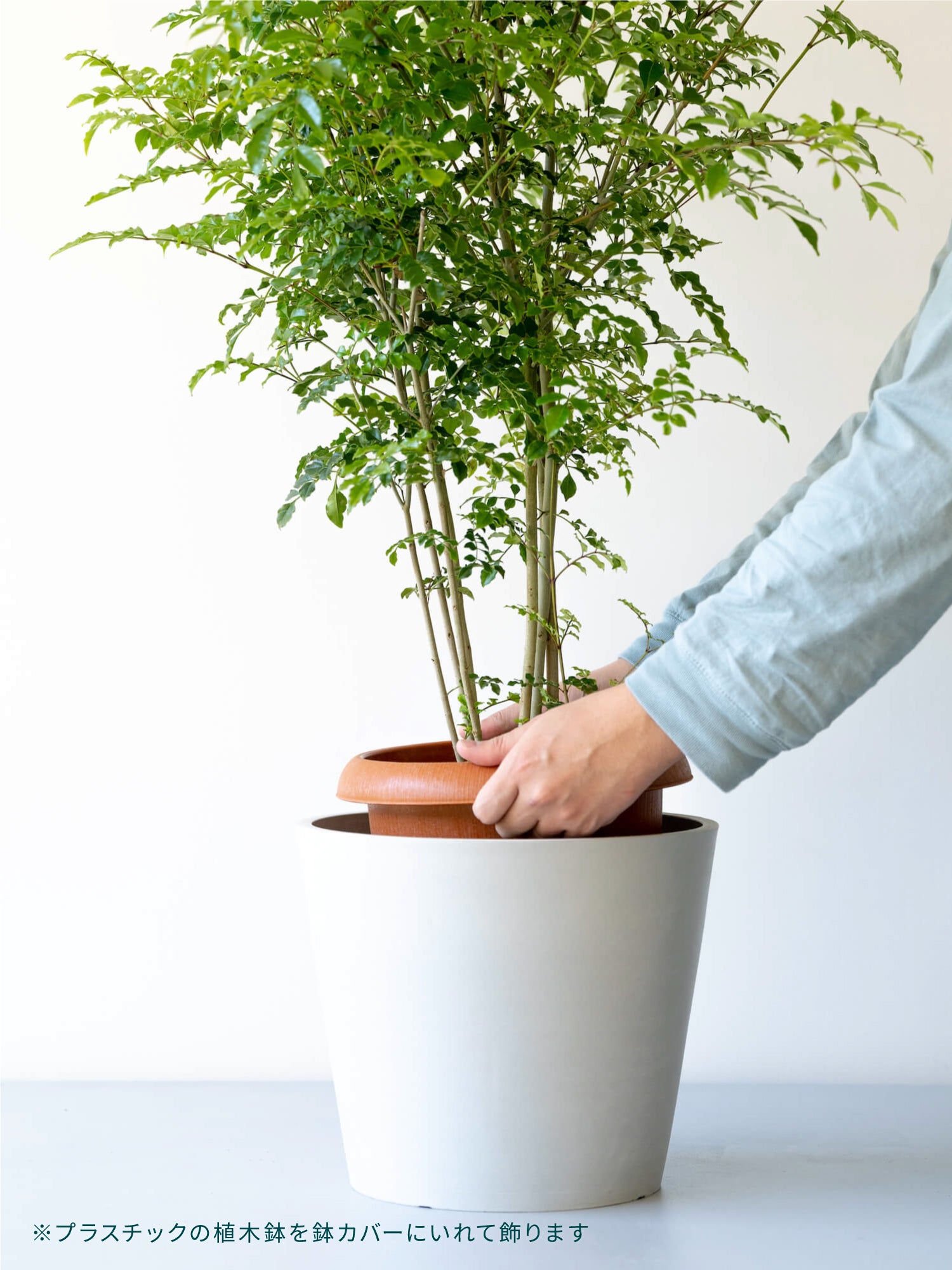 ストレリチア・オーガスタ XL | 観葉植物の通販 AND PLANTS (アンド