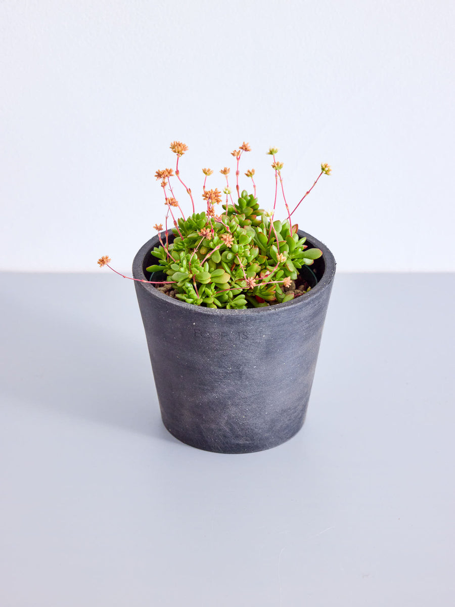 クラッスラ・紅稚児 | 観葉植物の通販 AND PLANTS (アンドプランツ)